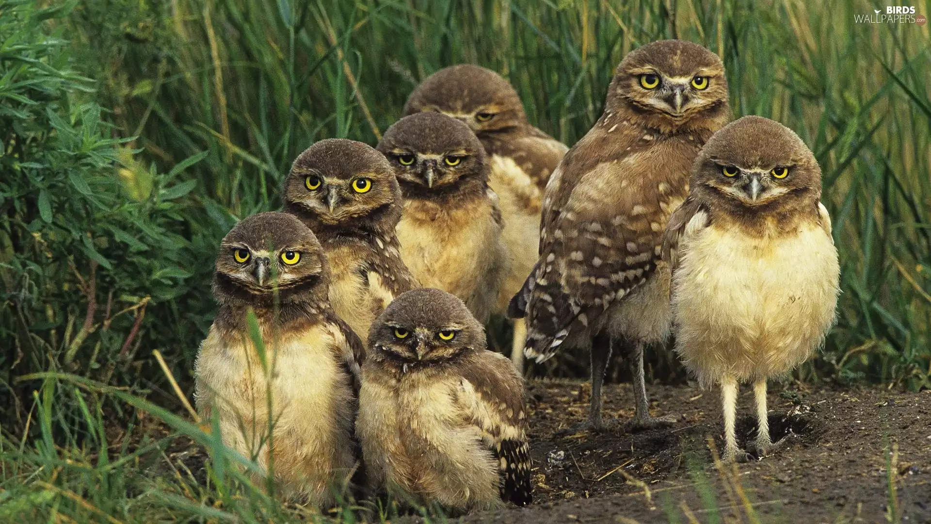 grass, Owls, Family