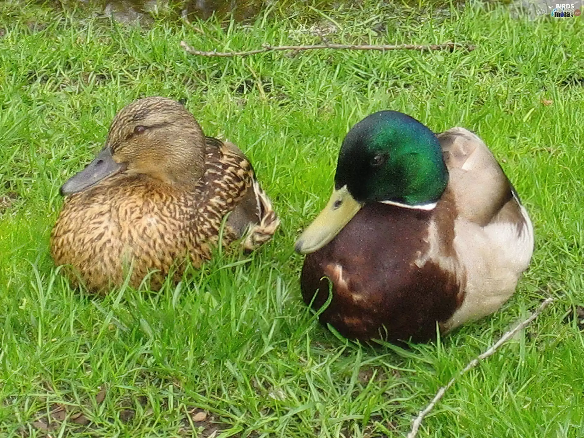 grass, male, female