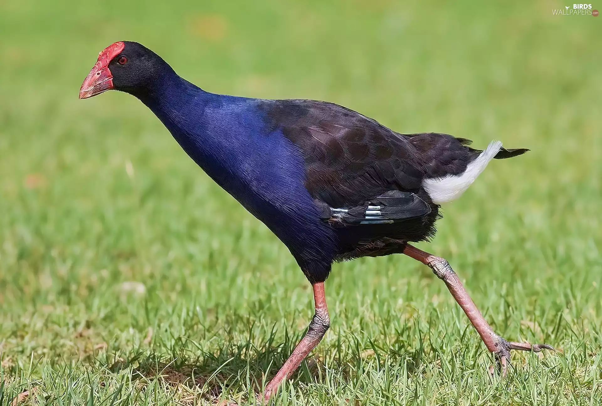 grass, Modrzyk, gear