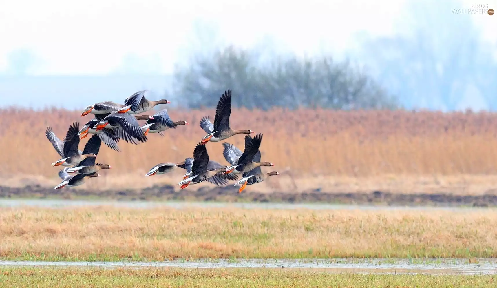 geese, trees, viewes, grass