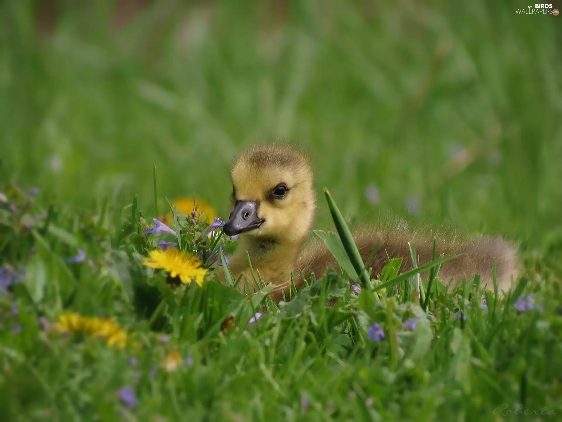 grass, small, goose