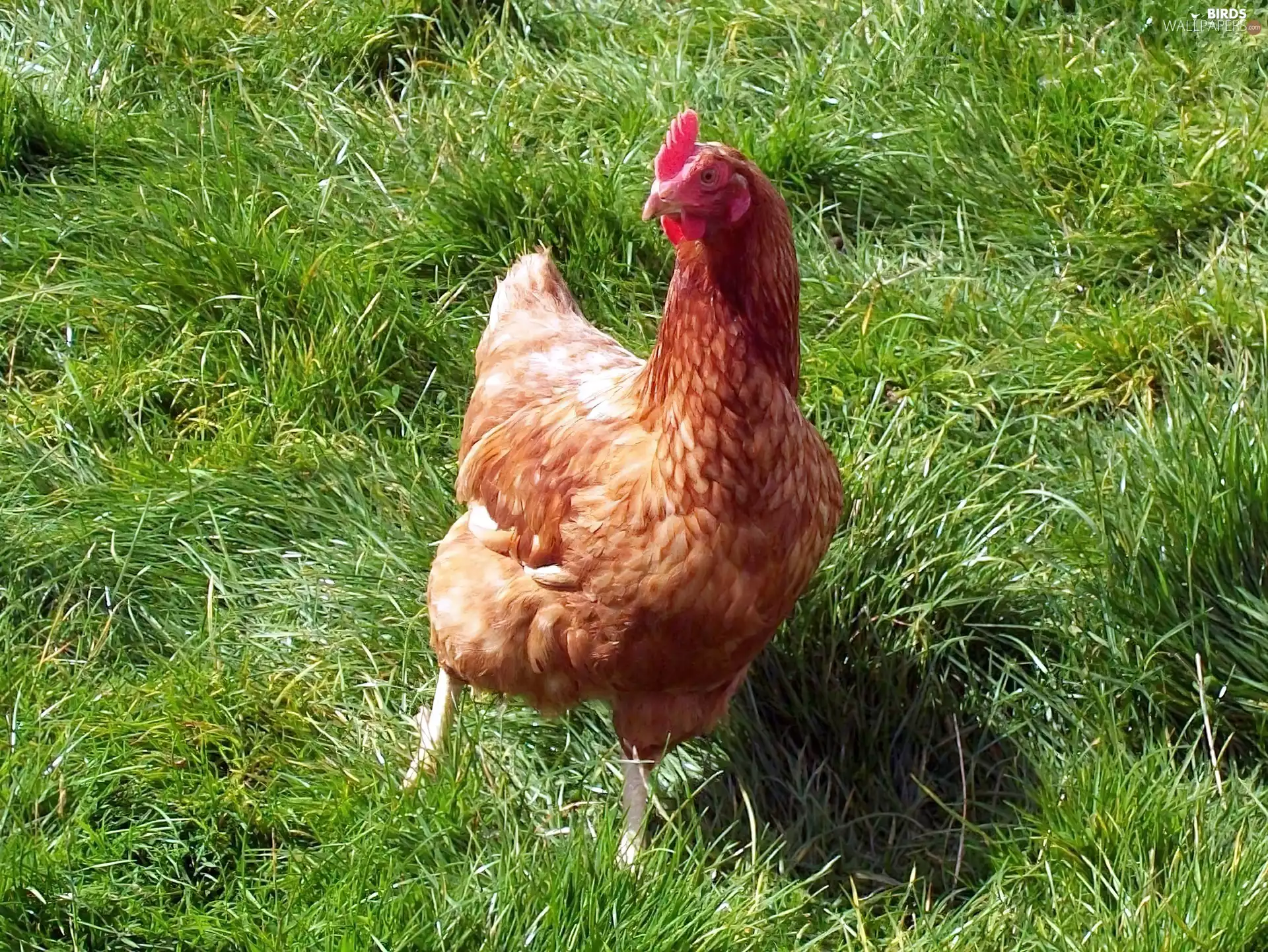 grass, chicken, Green