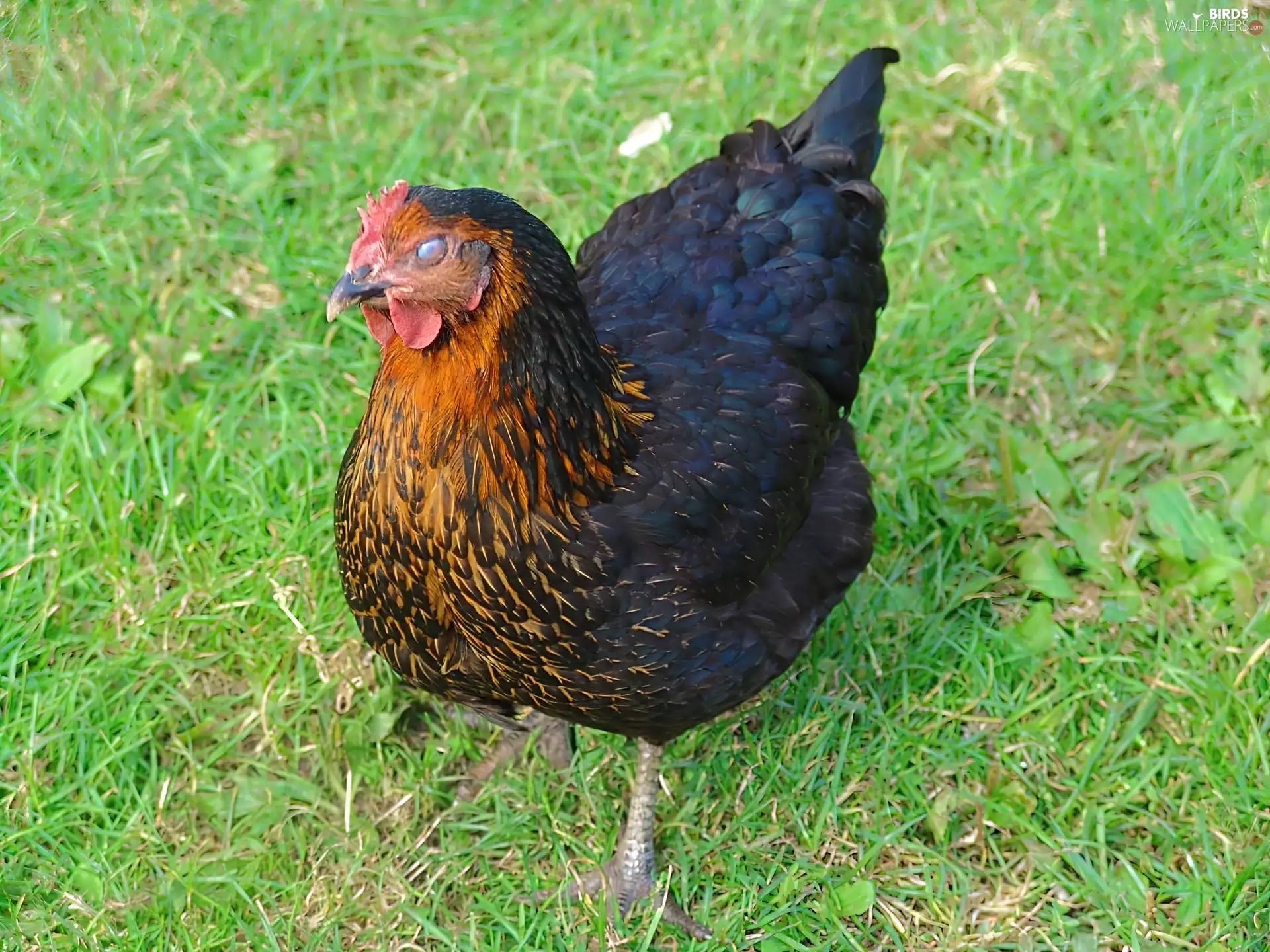 grass, housewife, Green