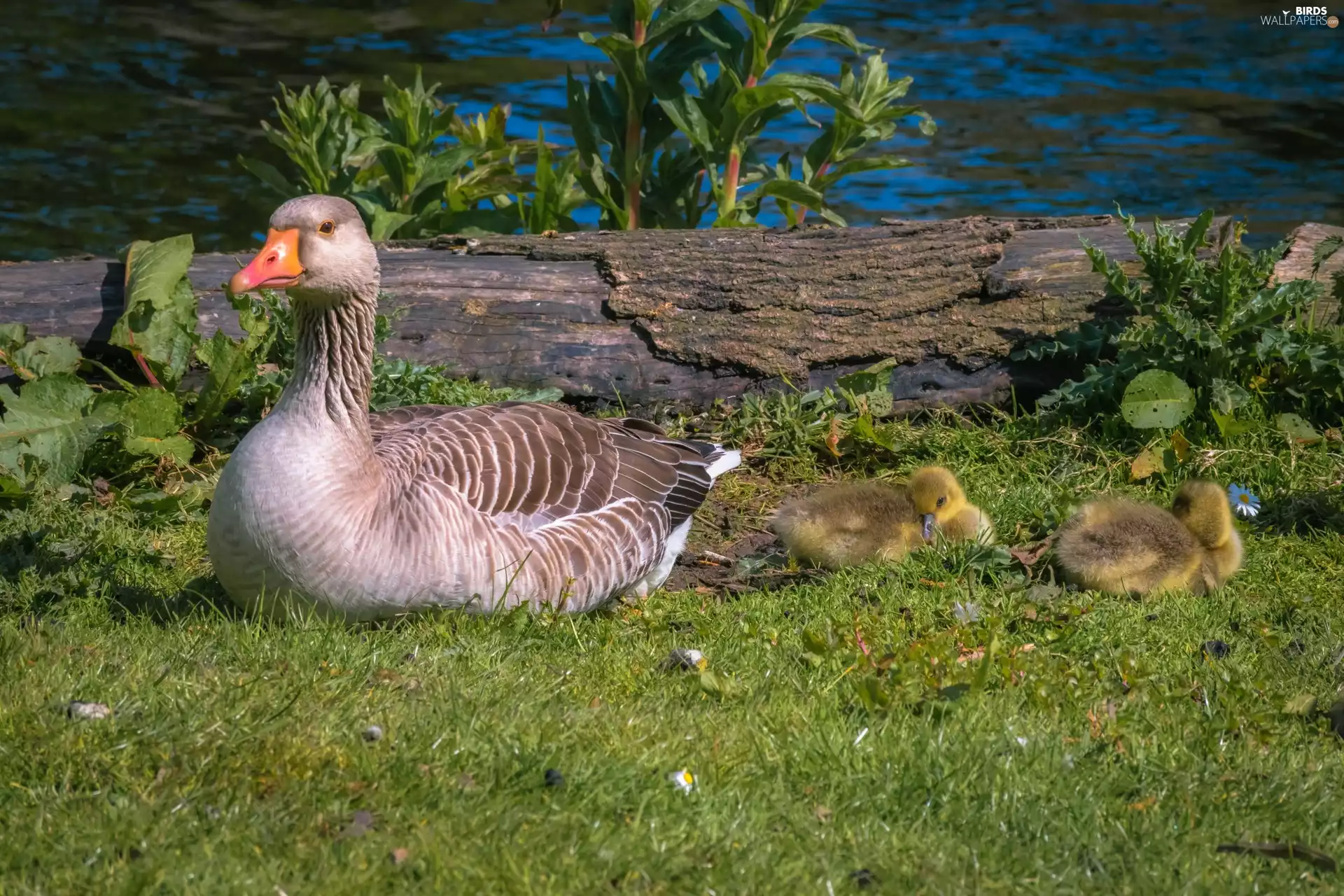 geese, grass, greylag, young, goose