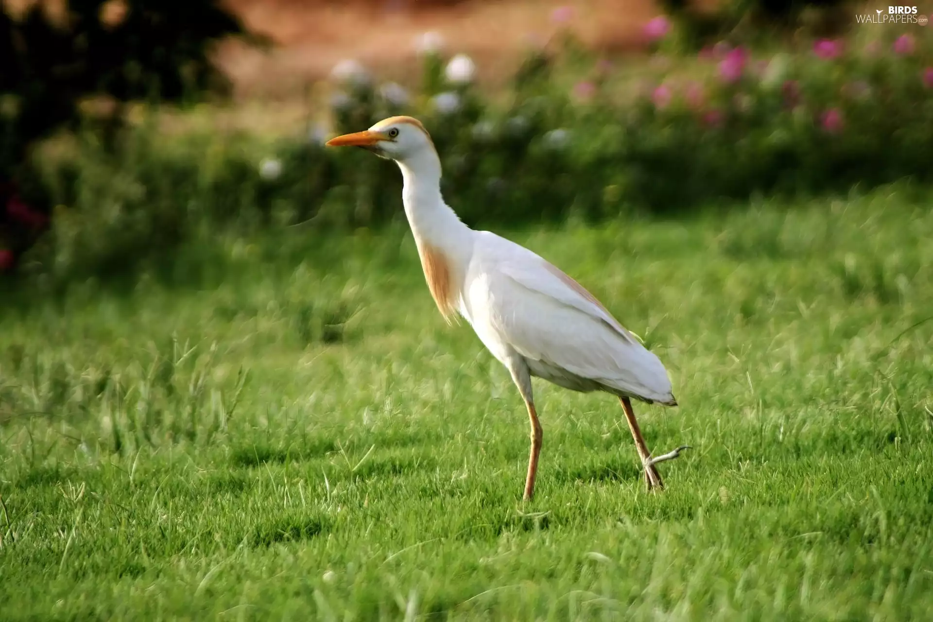 grass, walking, heron