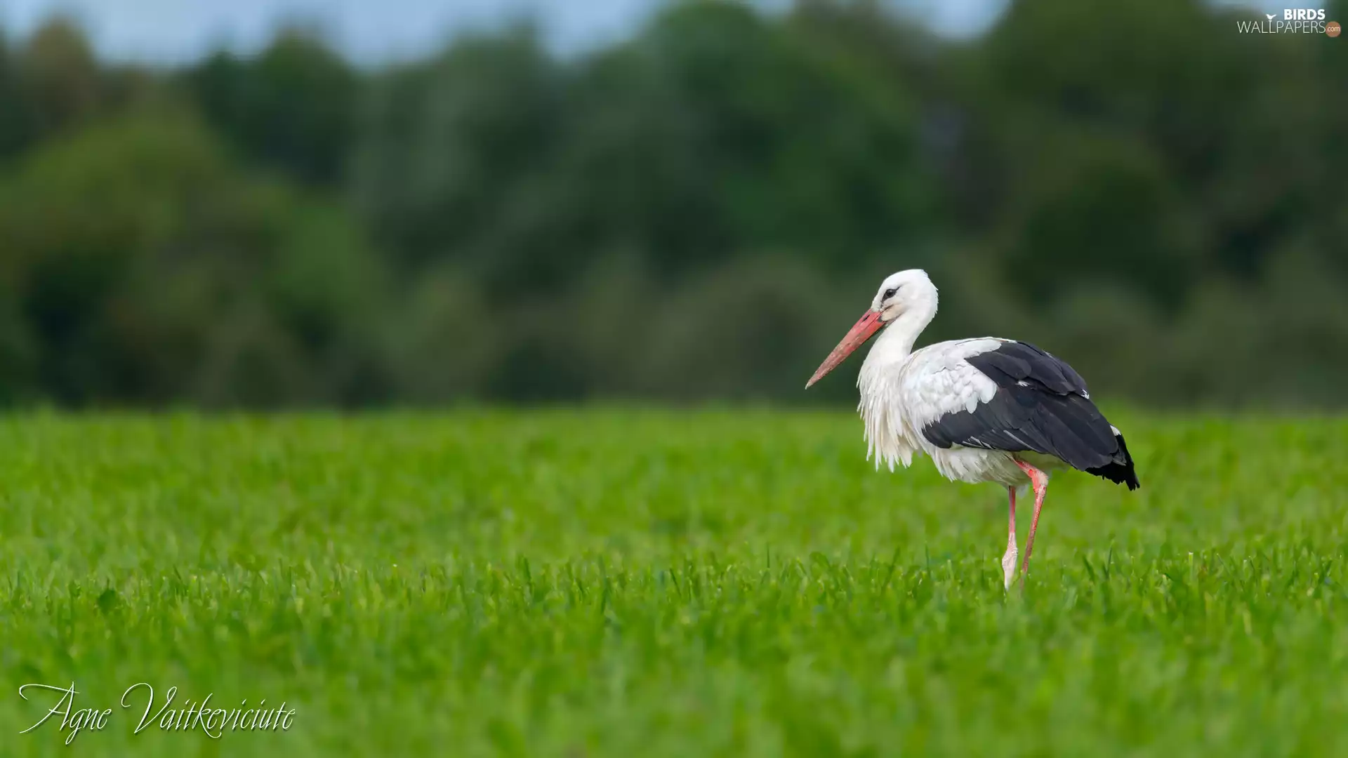 grass, stork, Meadow