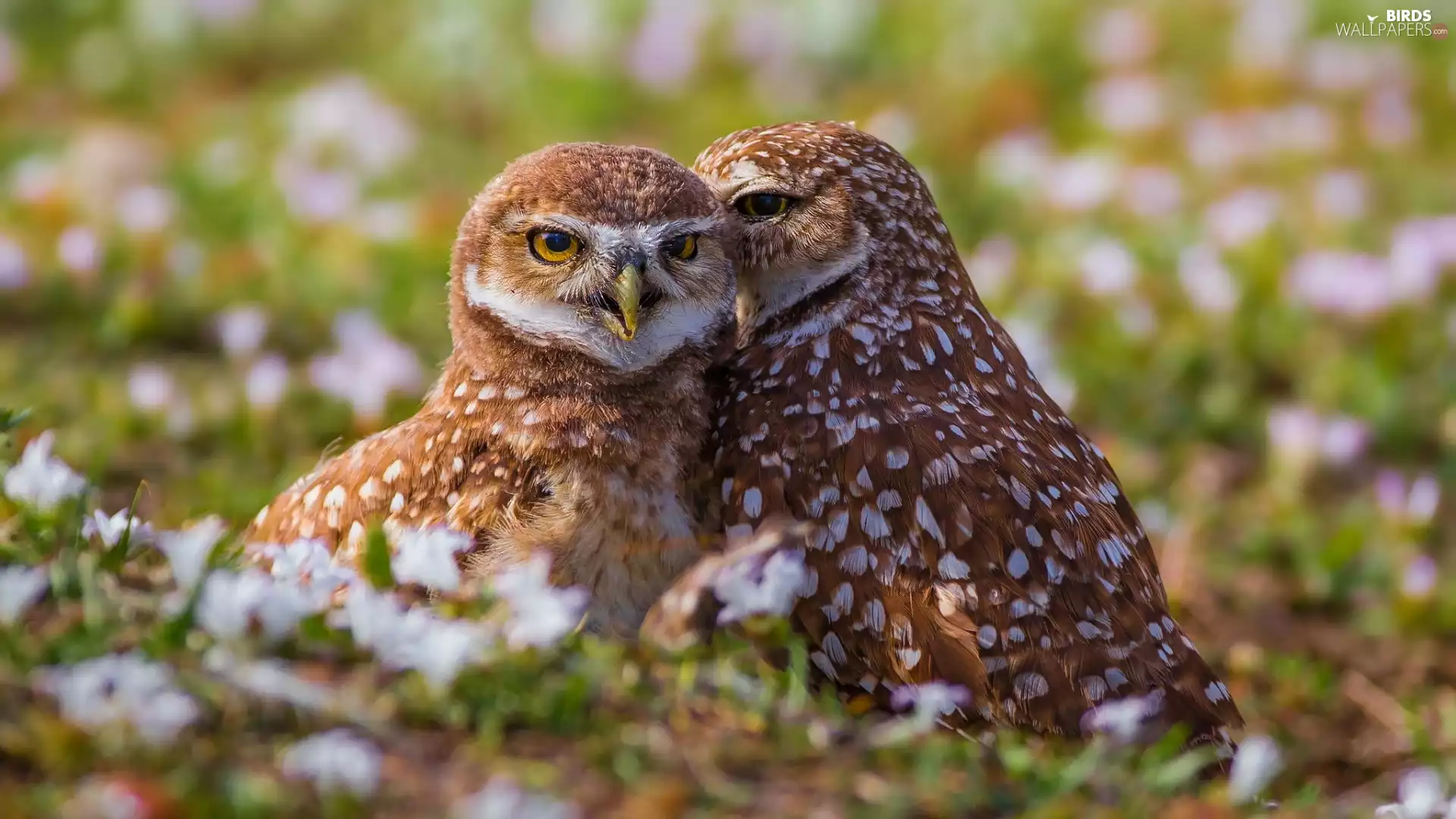 owl, Two, Meadow, grass, Little Owl, young