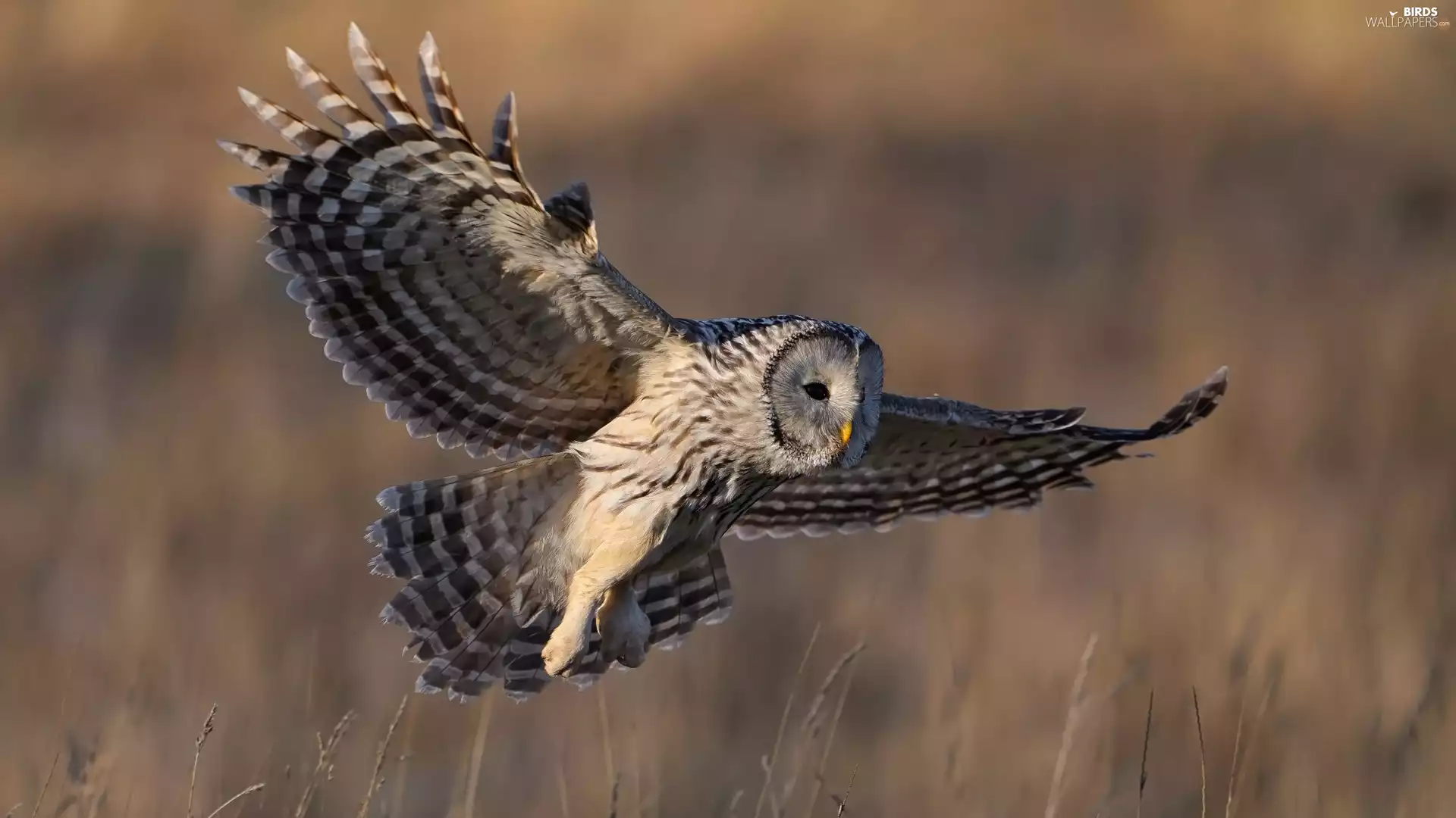 spread, owl, flight, grass, wings, Owl