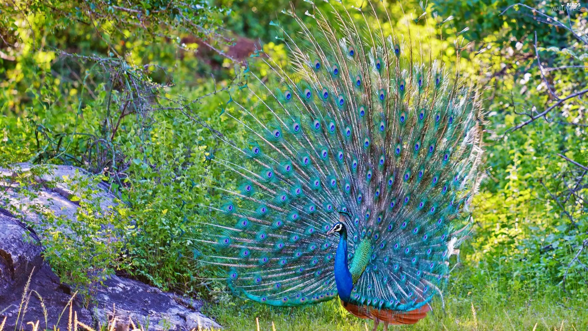 Stones, grass, peacock, Park, Beatyfull