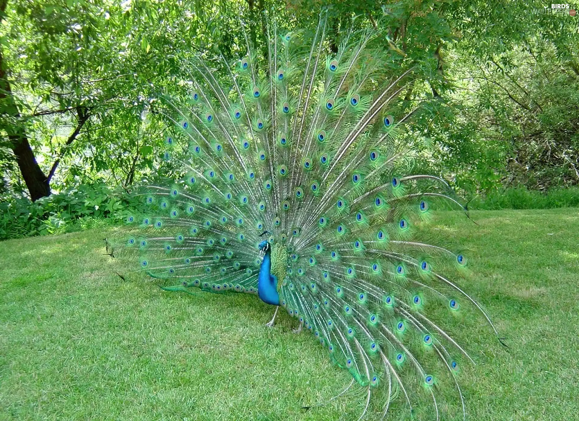 peacock, trees, viewes, grass