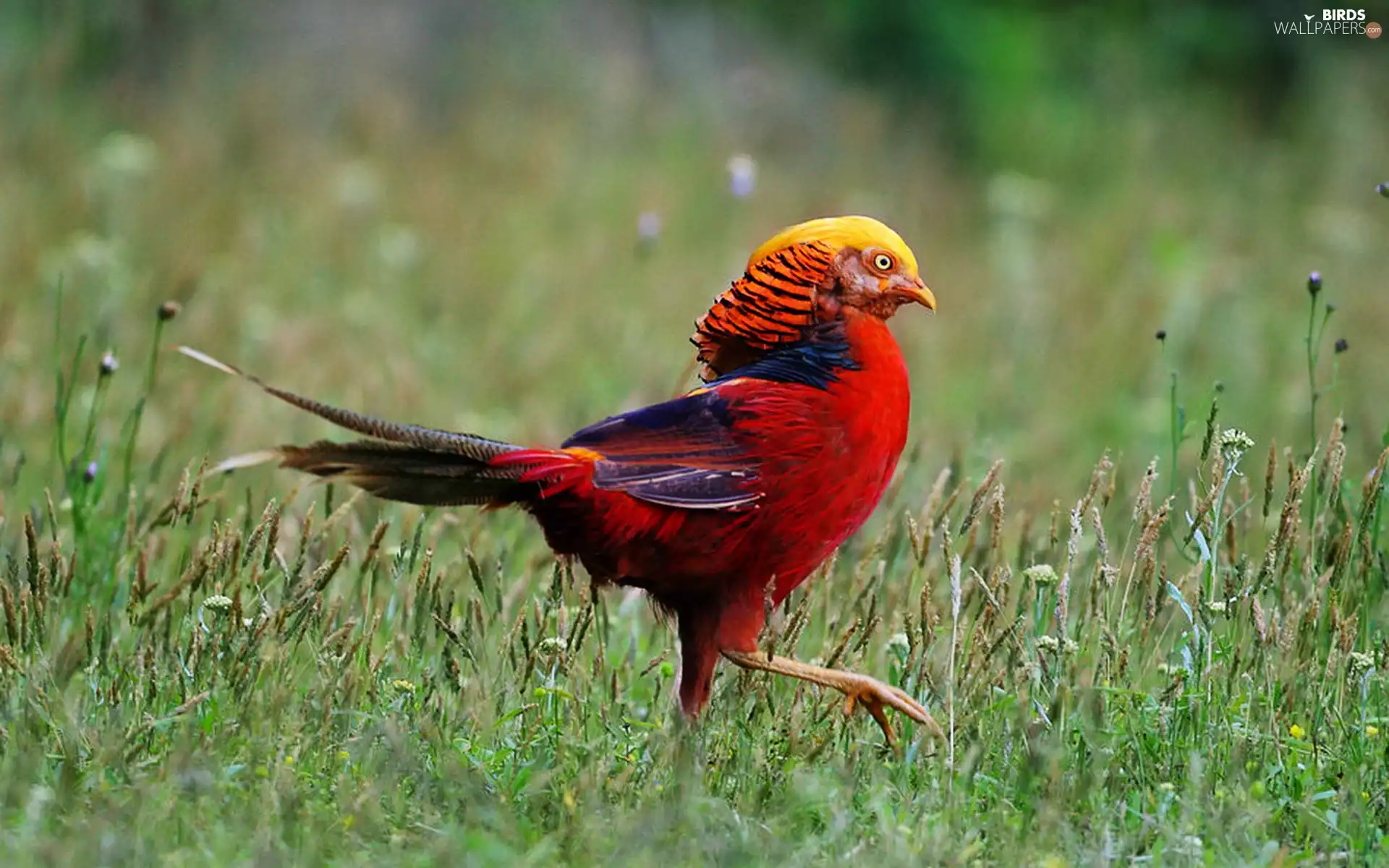 grass, Red, pheasant