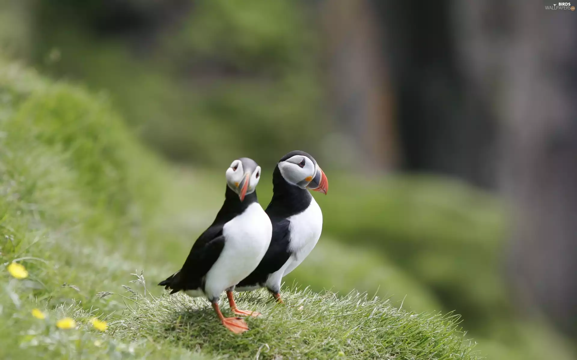 grass, birds, Puffins
