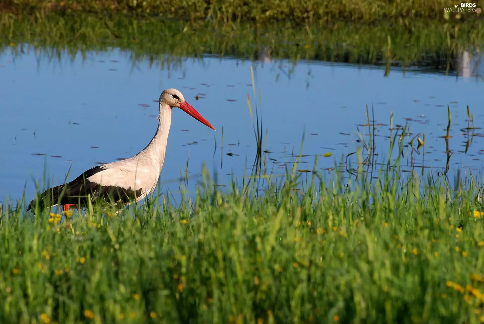 grass, stork, River