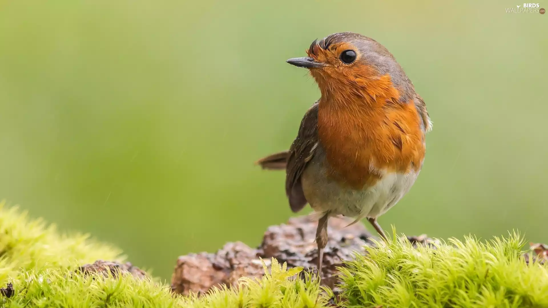 grass, Bird, robin