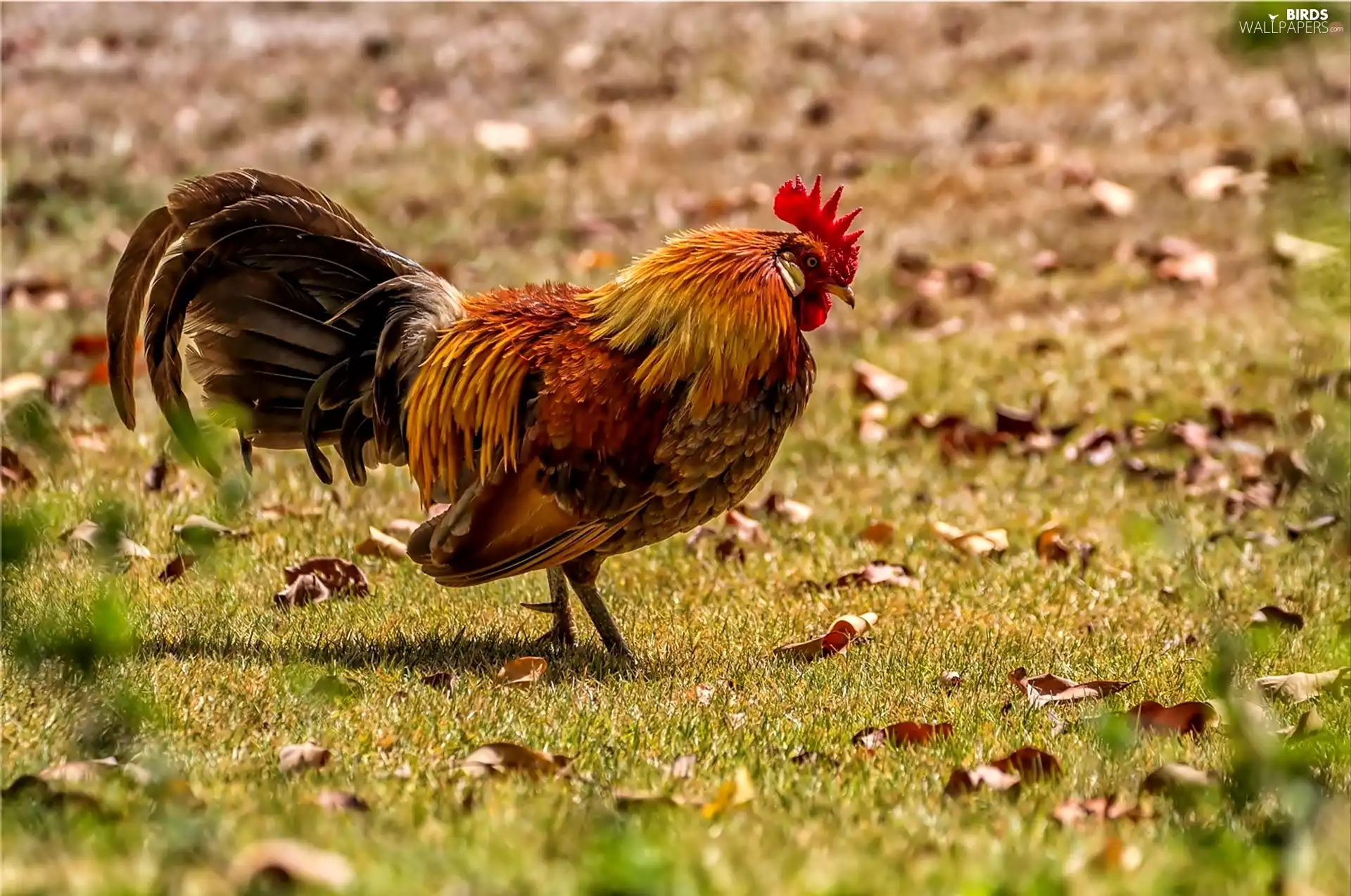 rooster, dry, Leaf, grass