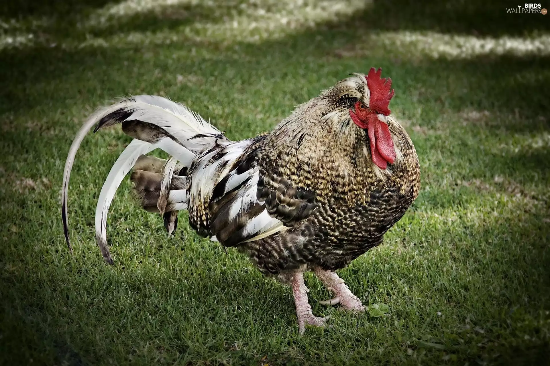 grass, rooster