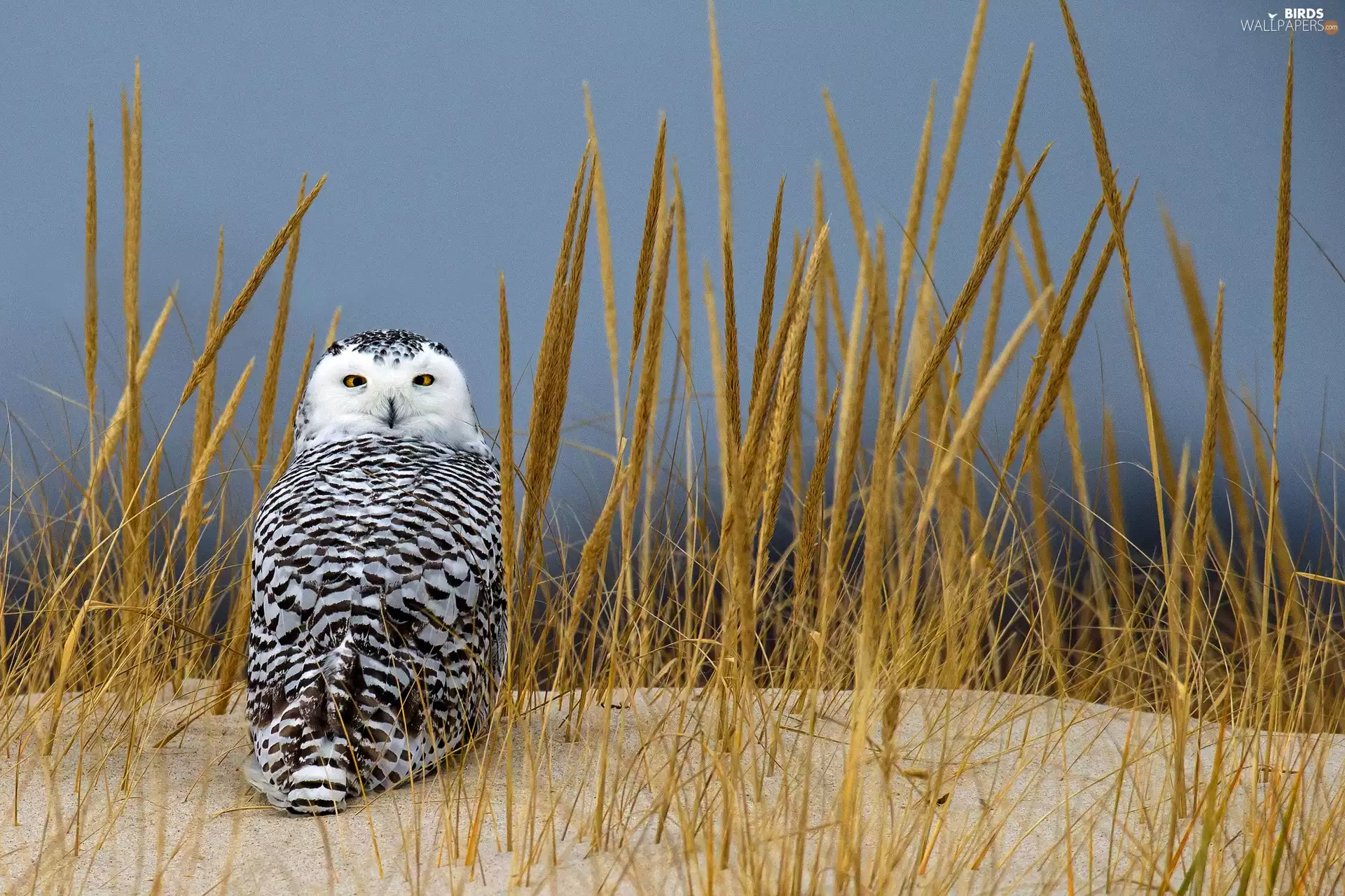 grass, owl, Sand