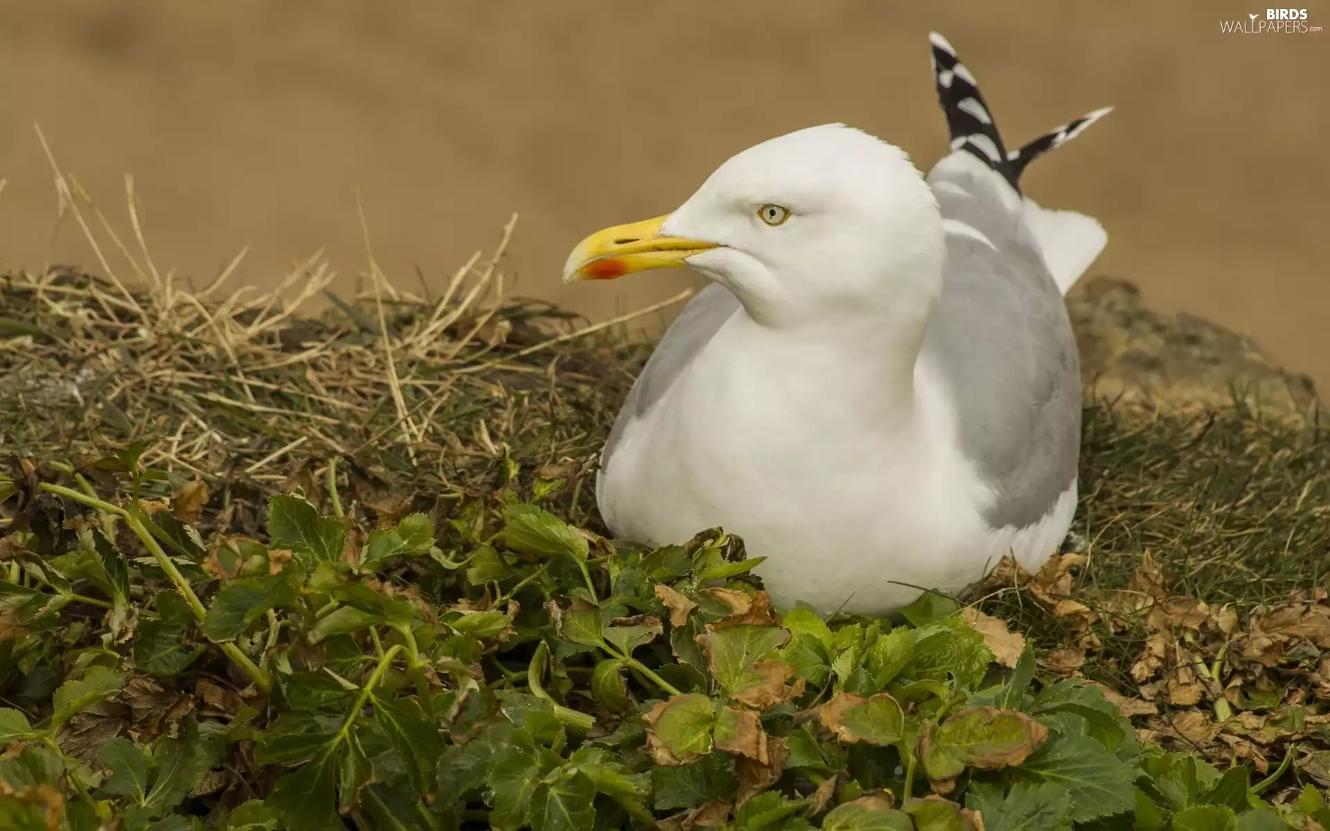 grass, Bird, seagull