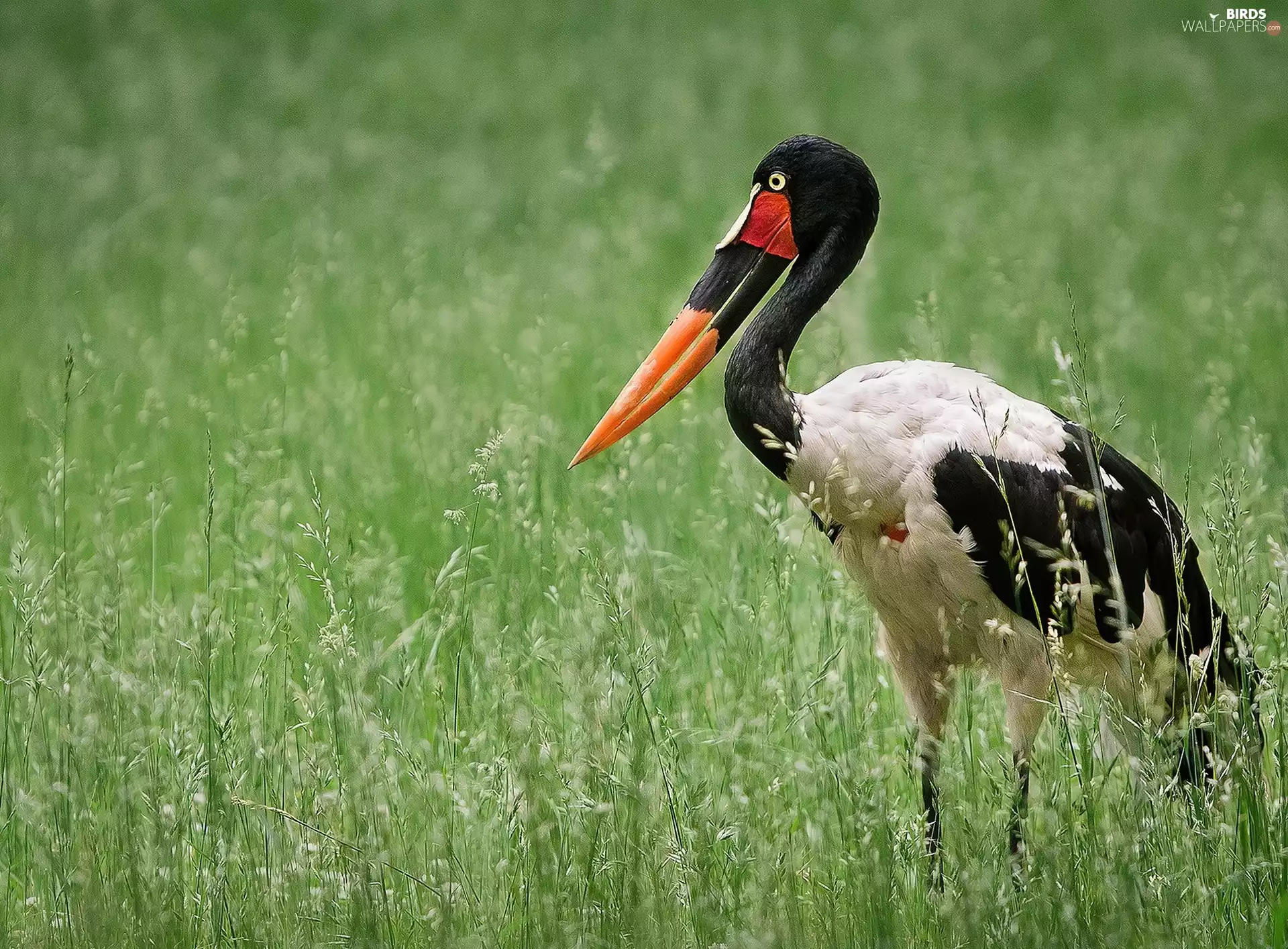 african, grass, Senegalensis, Ephippiorhynchus, stork