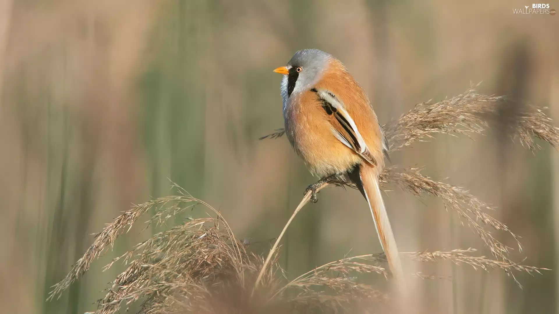 Bird, grass, stalk, Bearded Tit