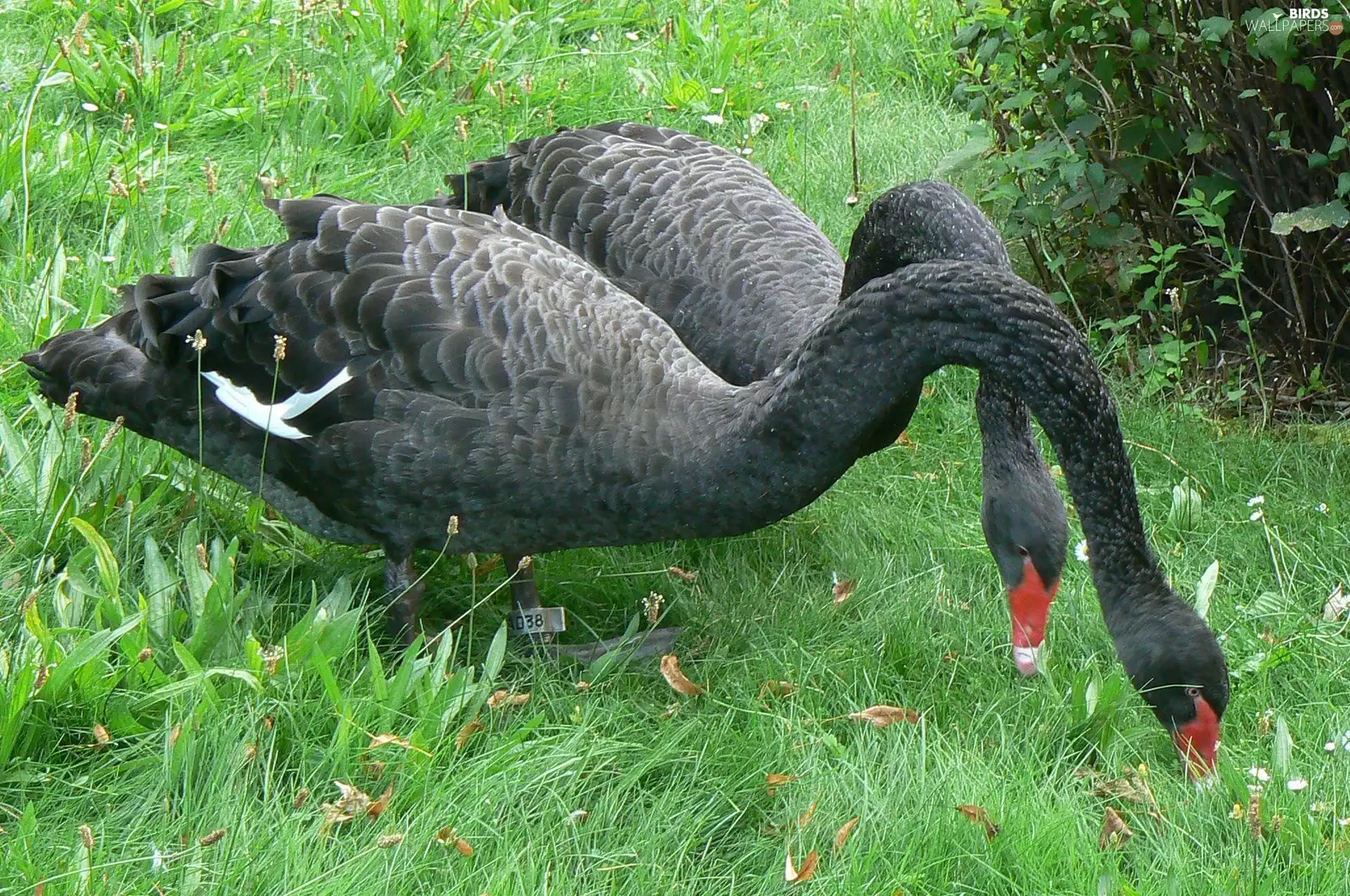 grass, Black, Swan