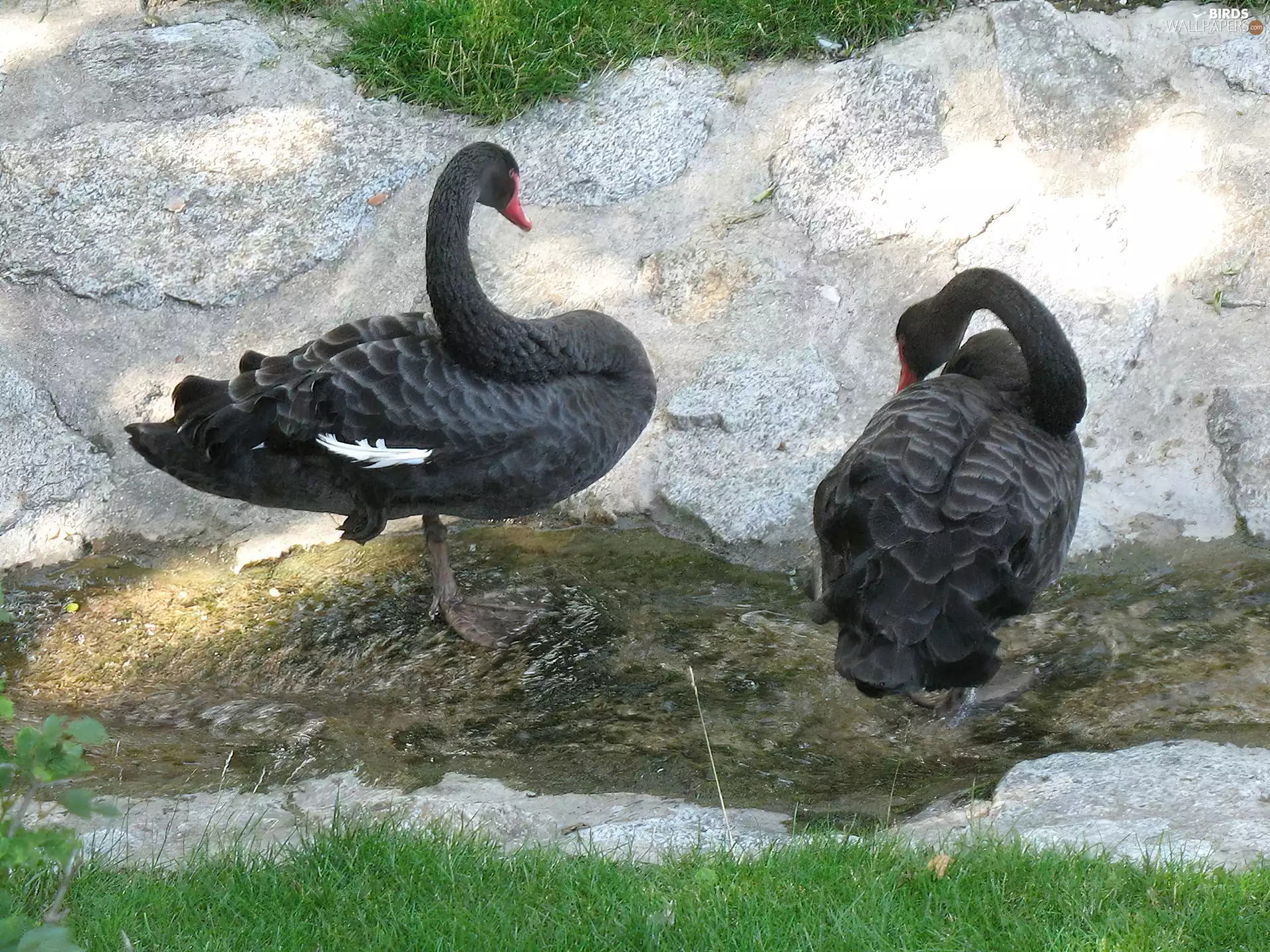 grass, Black, Swan