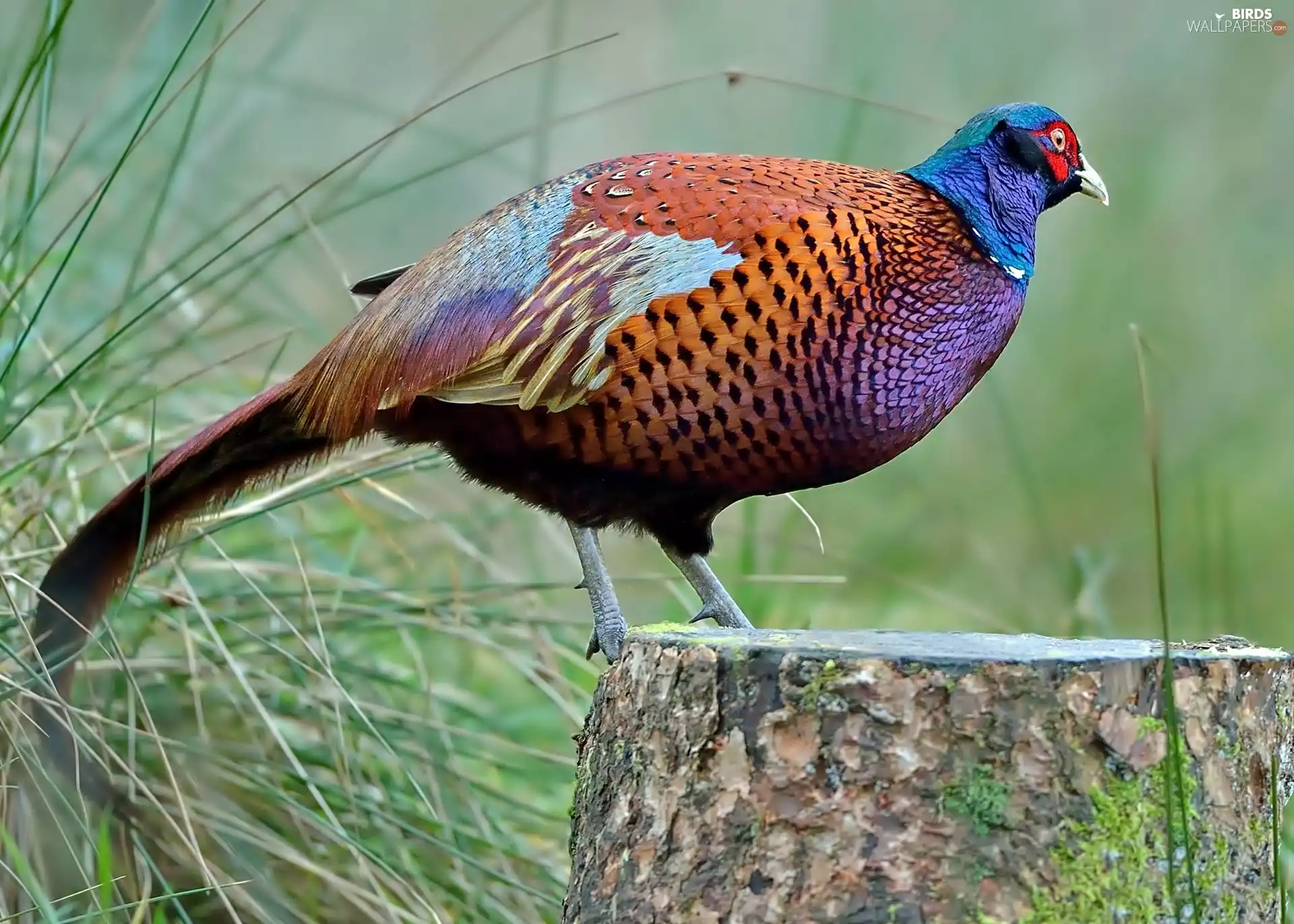 grass, pheasant, trunk