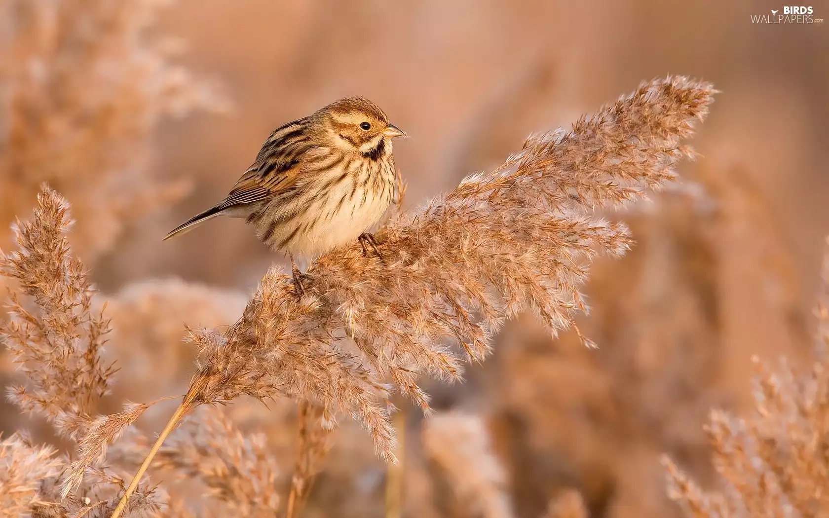 grass, wren, Twigs