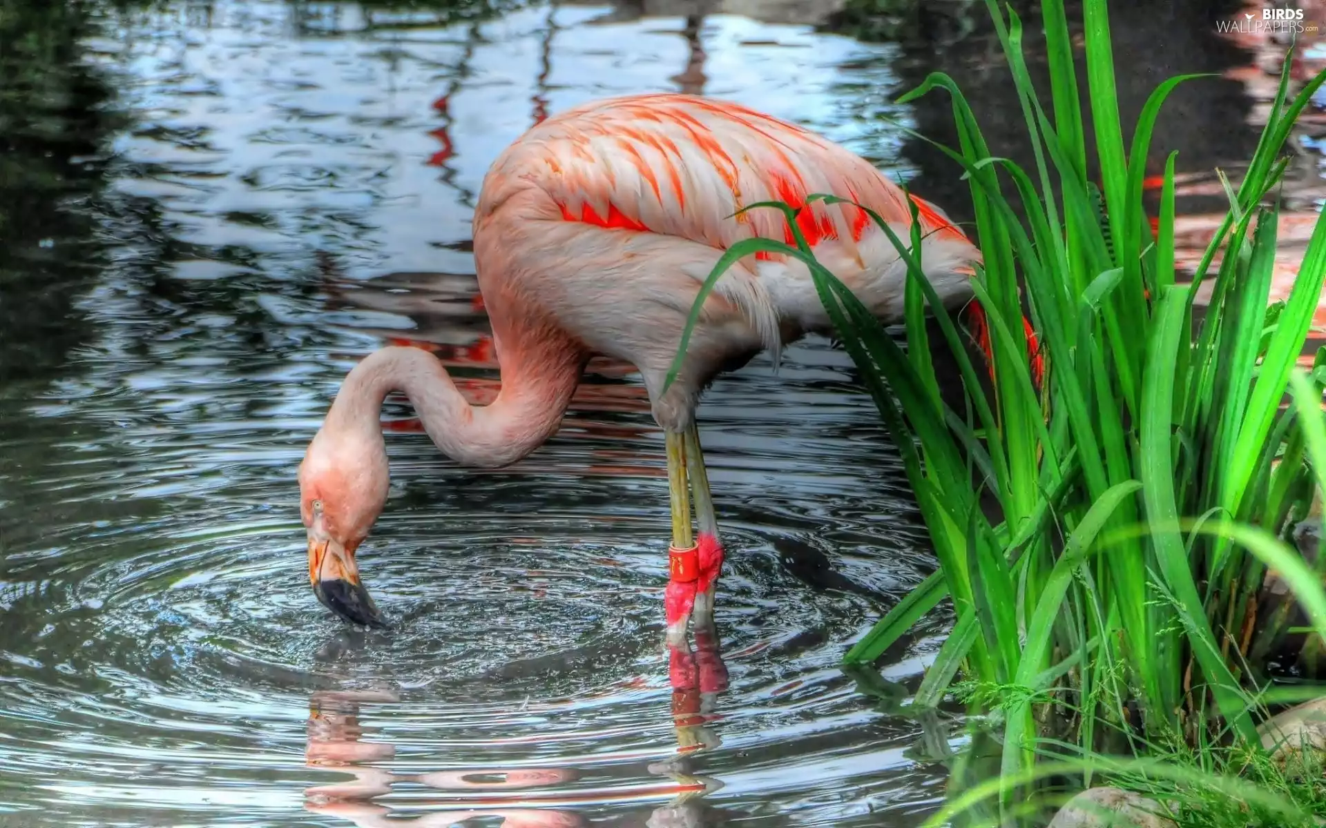 grass, flamingo, water