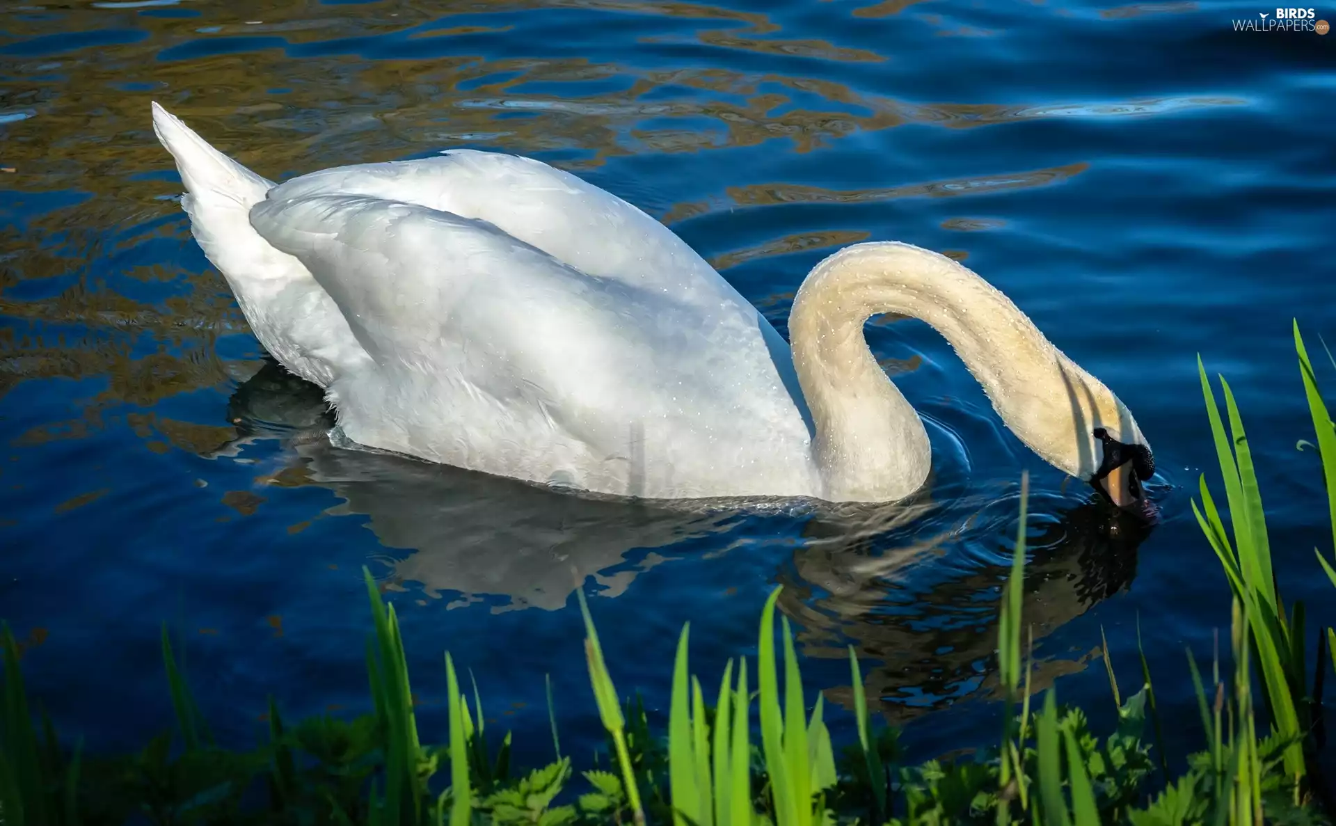 grass, Swans, water
