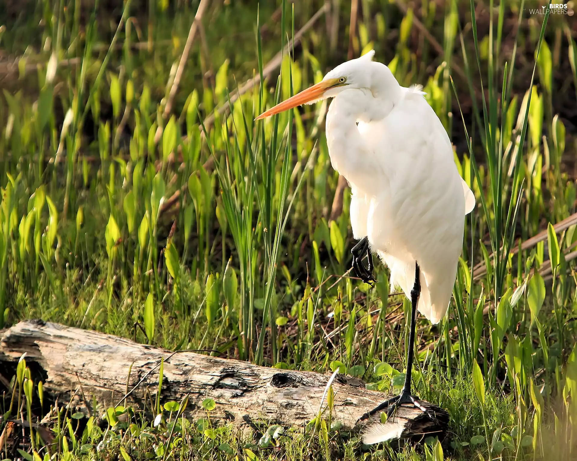 grass, heron, White