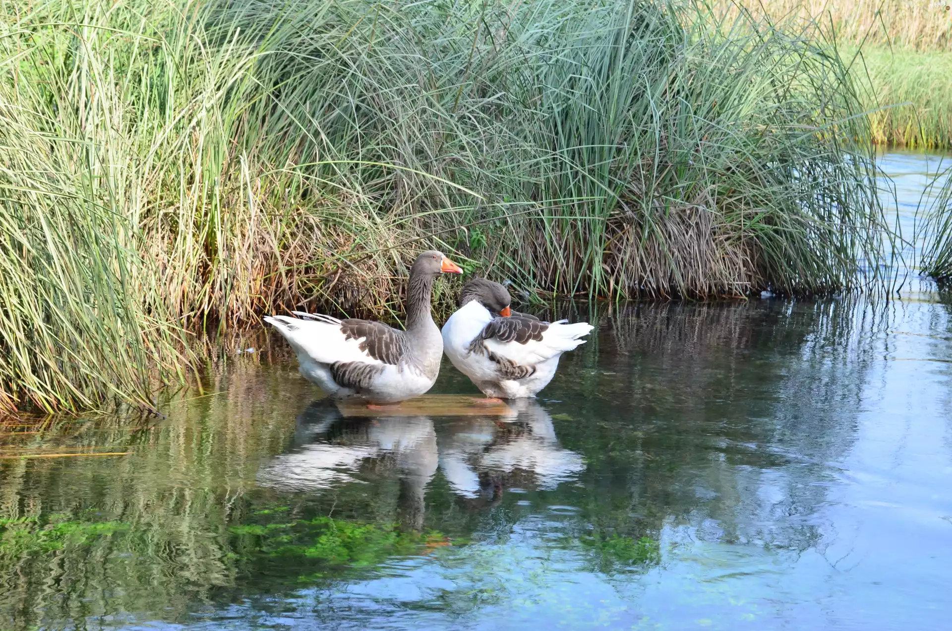tall, grass, wild, geese, lake