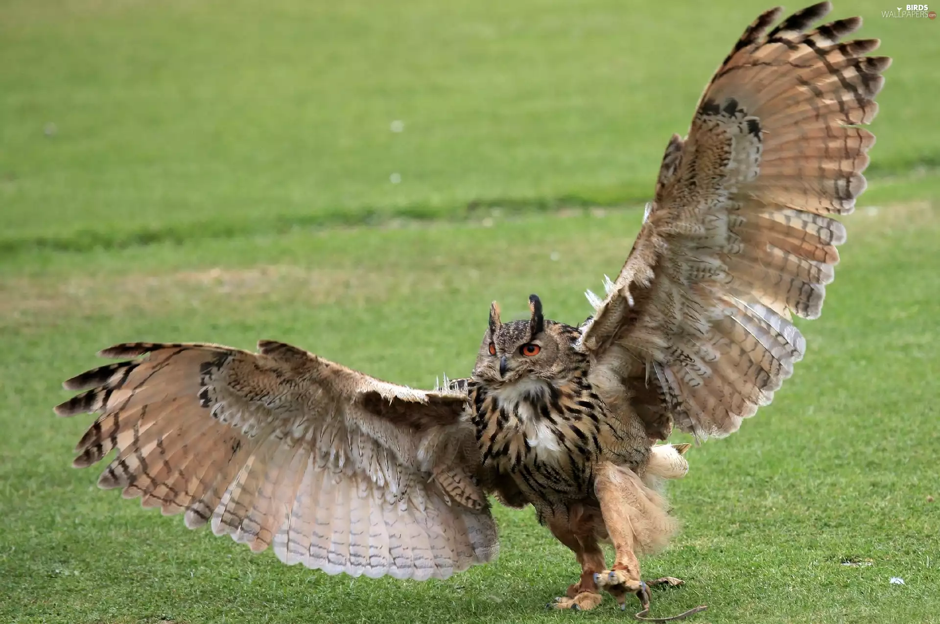 grass, owl, wings
