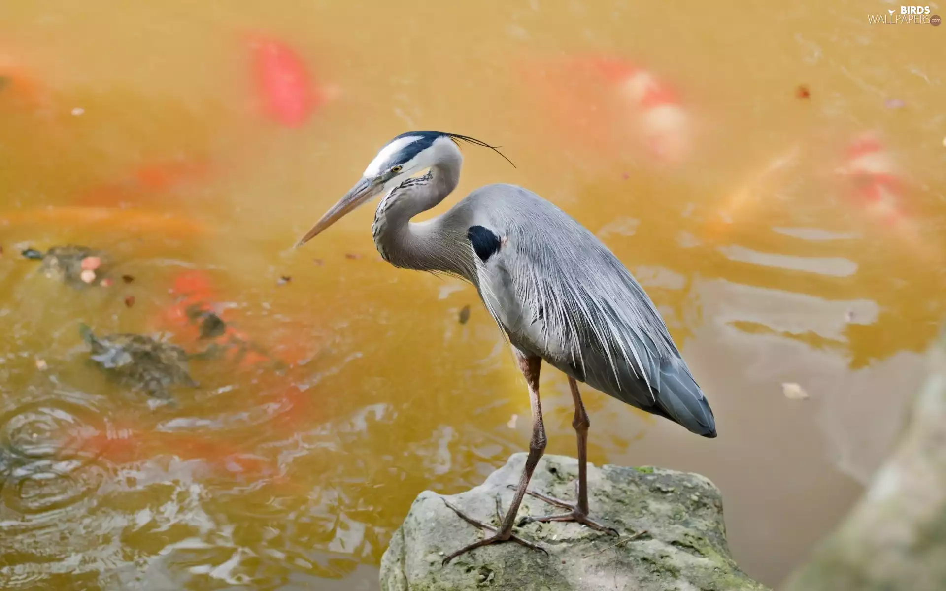 heron, water, Stone, gray