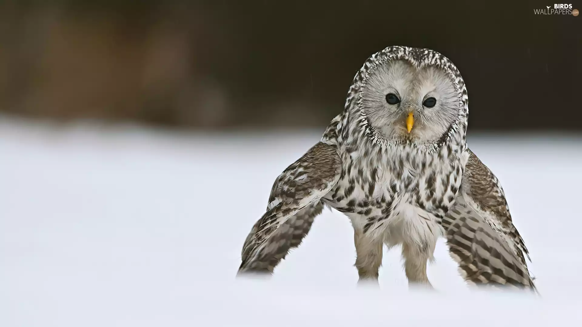 owl, White, wings, gray