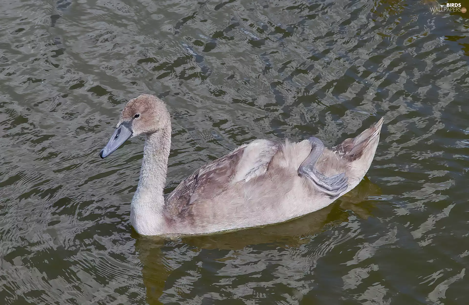 young, Swans, water, Gray