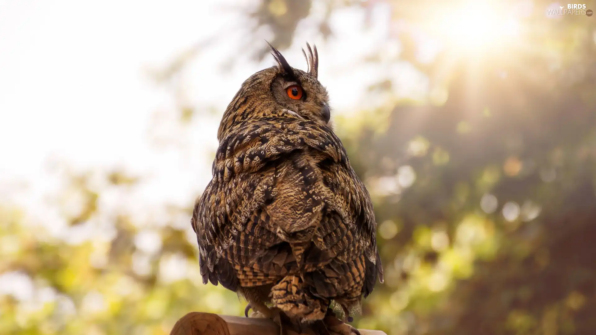owl, wooden, Block, Great Horned Owl