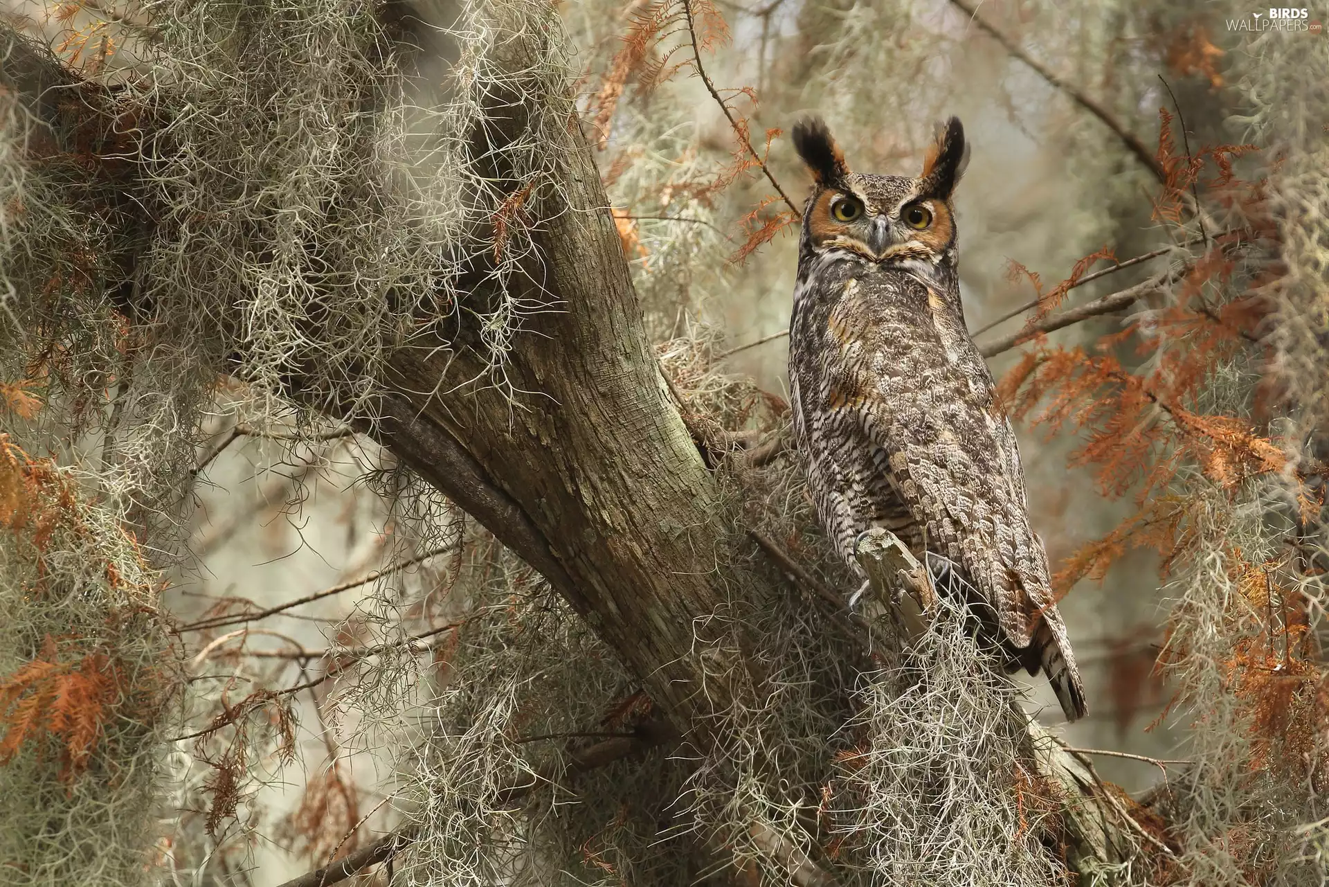 owl, trees, Climbers, Great Horned Owl