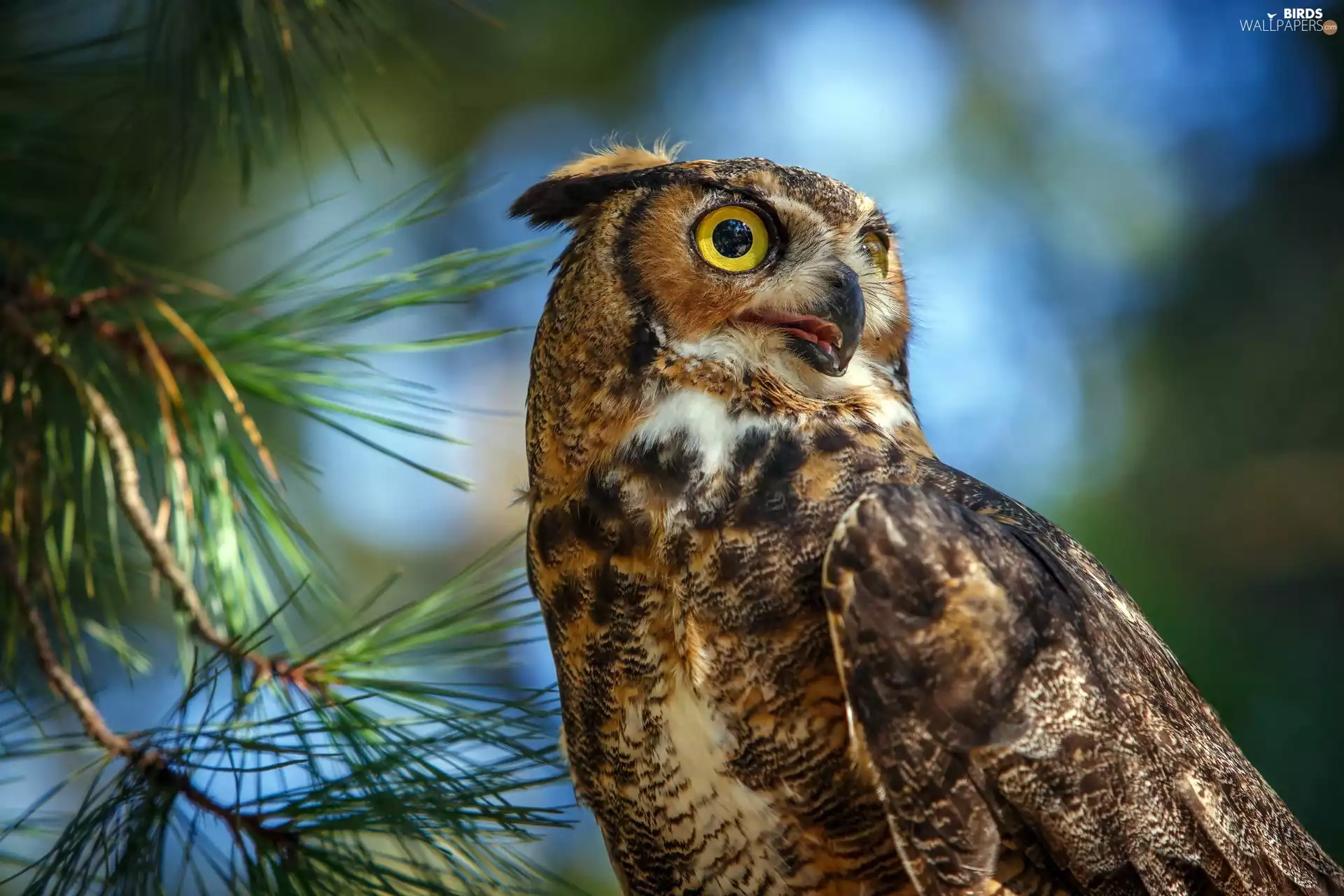 Great Horned Owl