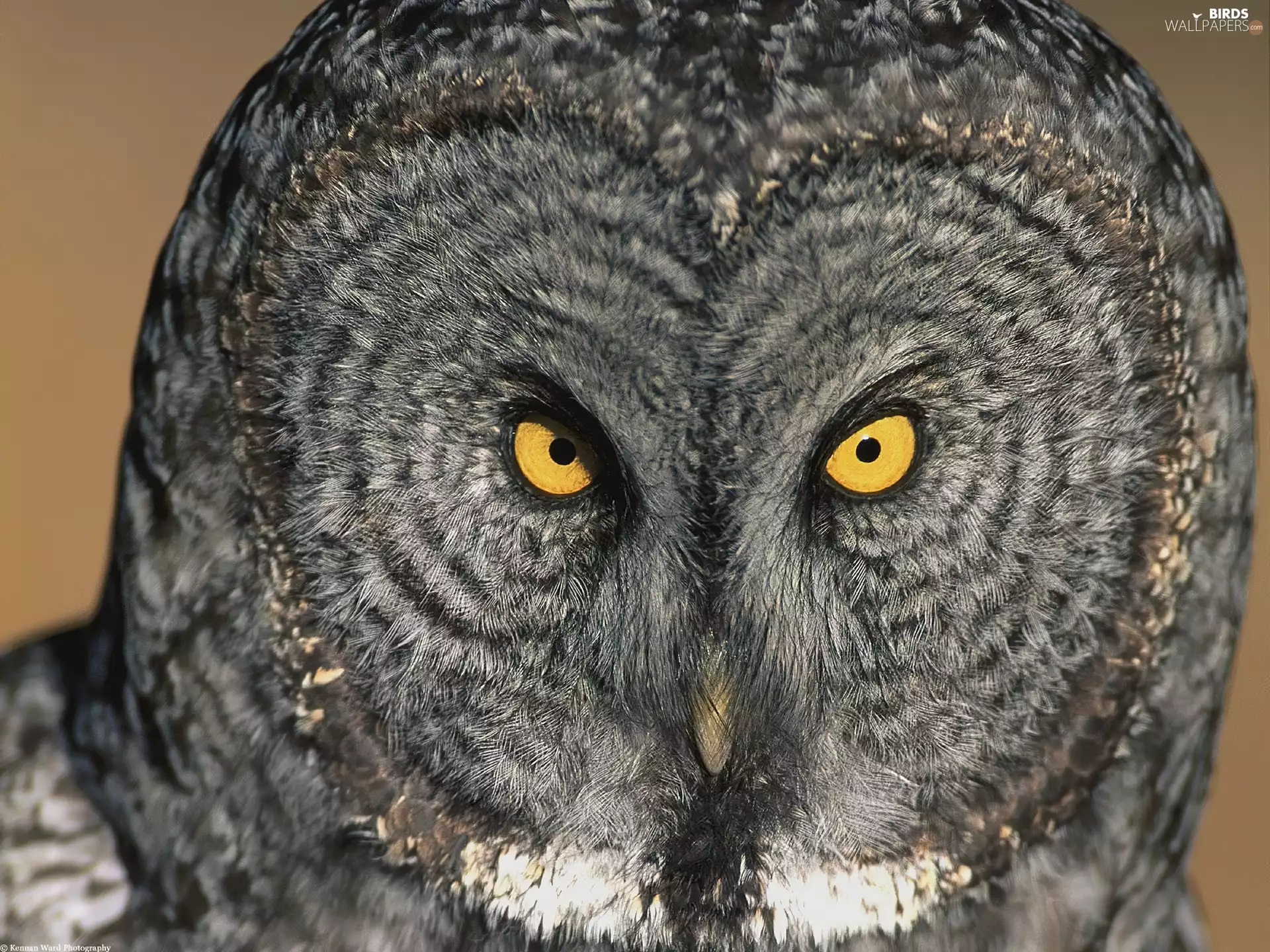 owl, Tawny owl great gray owl