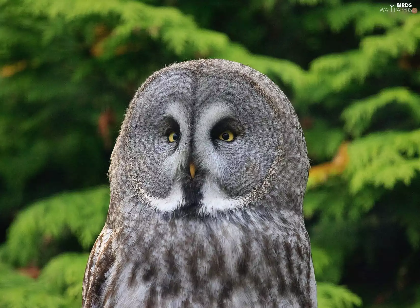 owl, Tawny owl great gray owl