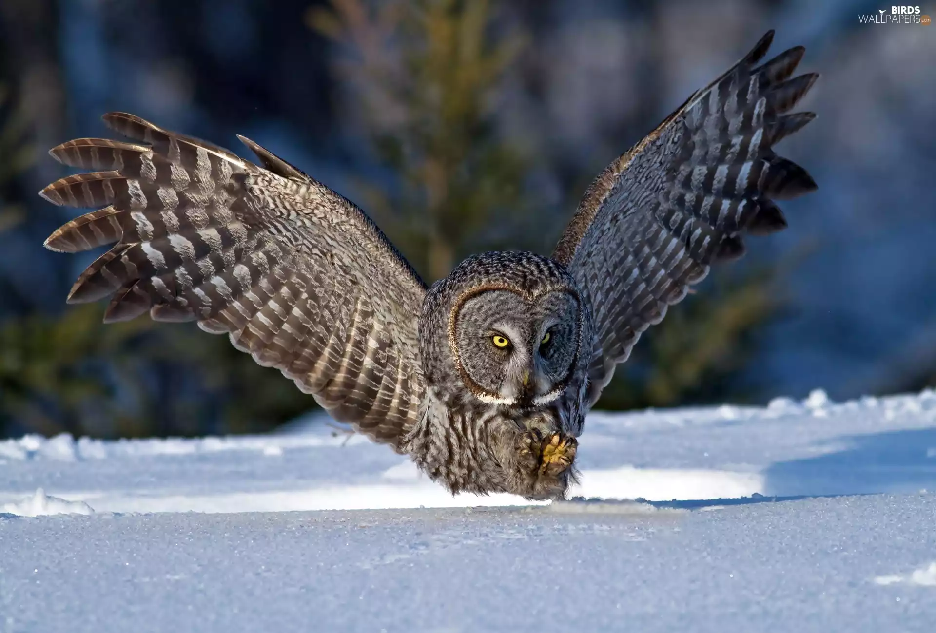 snow, Tawny owl great gray owl, winter