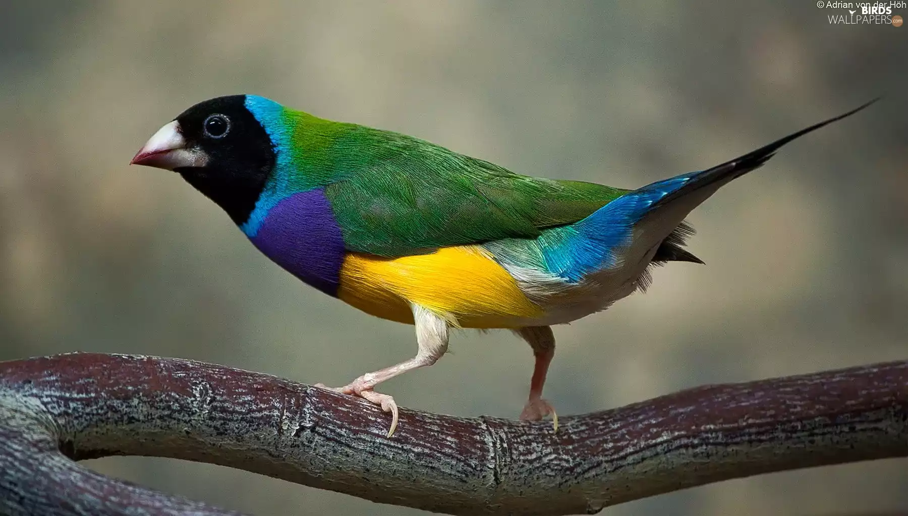 great, Amadyniec, Poephila