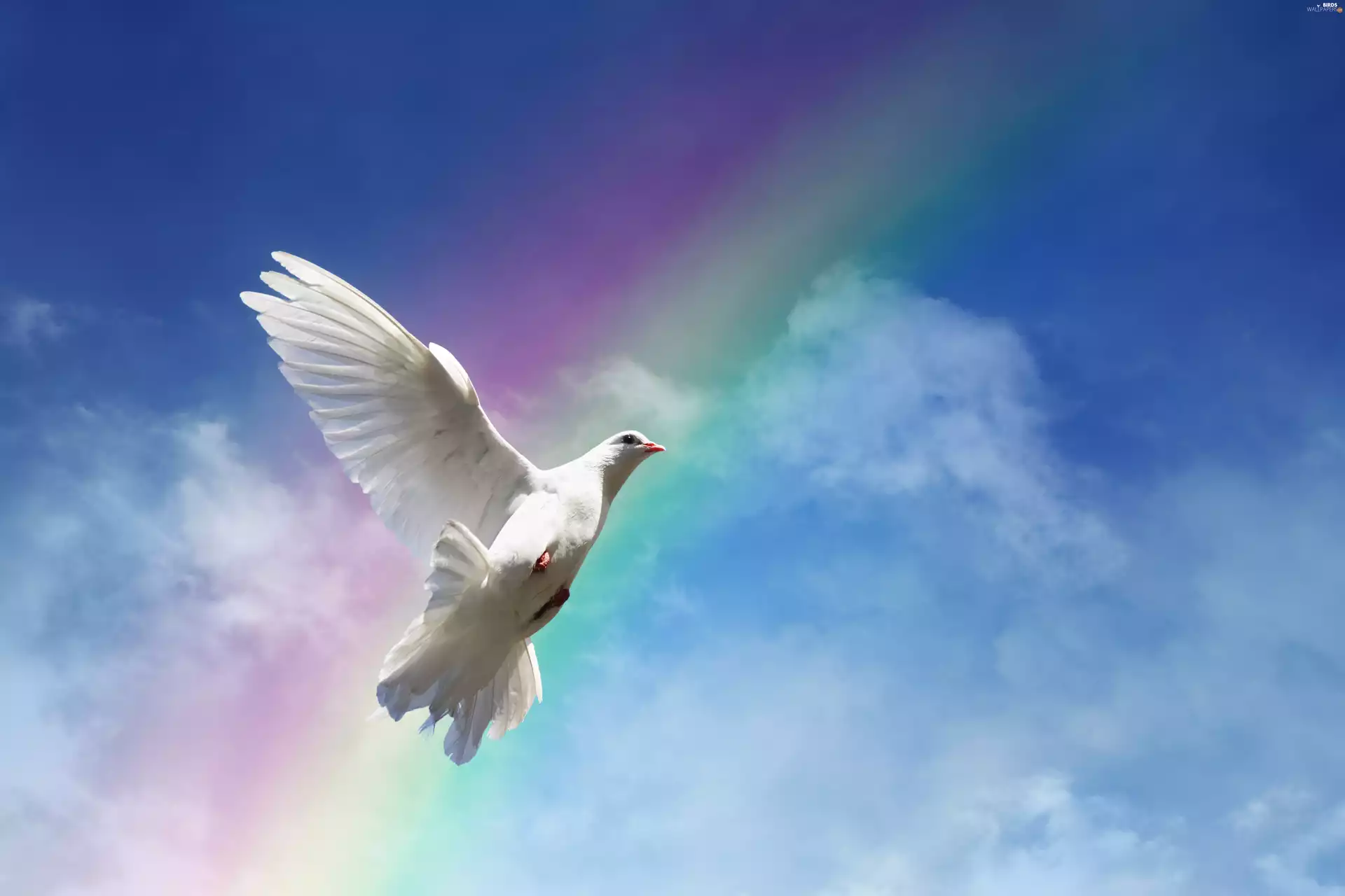 Bird, Great Rainbows, Sky, pigeon