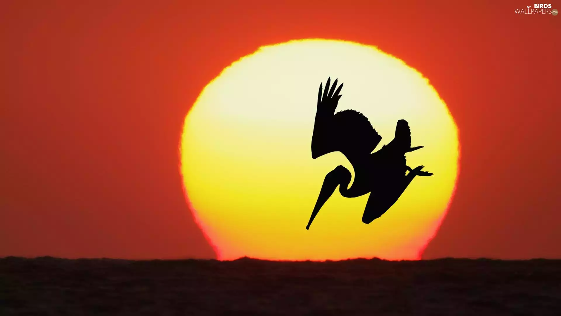pelican, Great Sunsets, sun, Bird