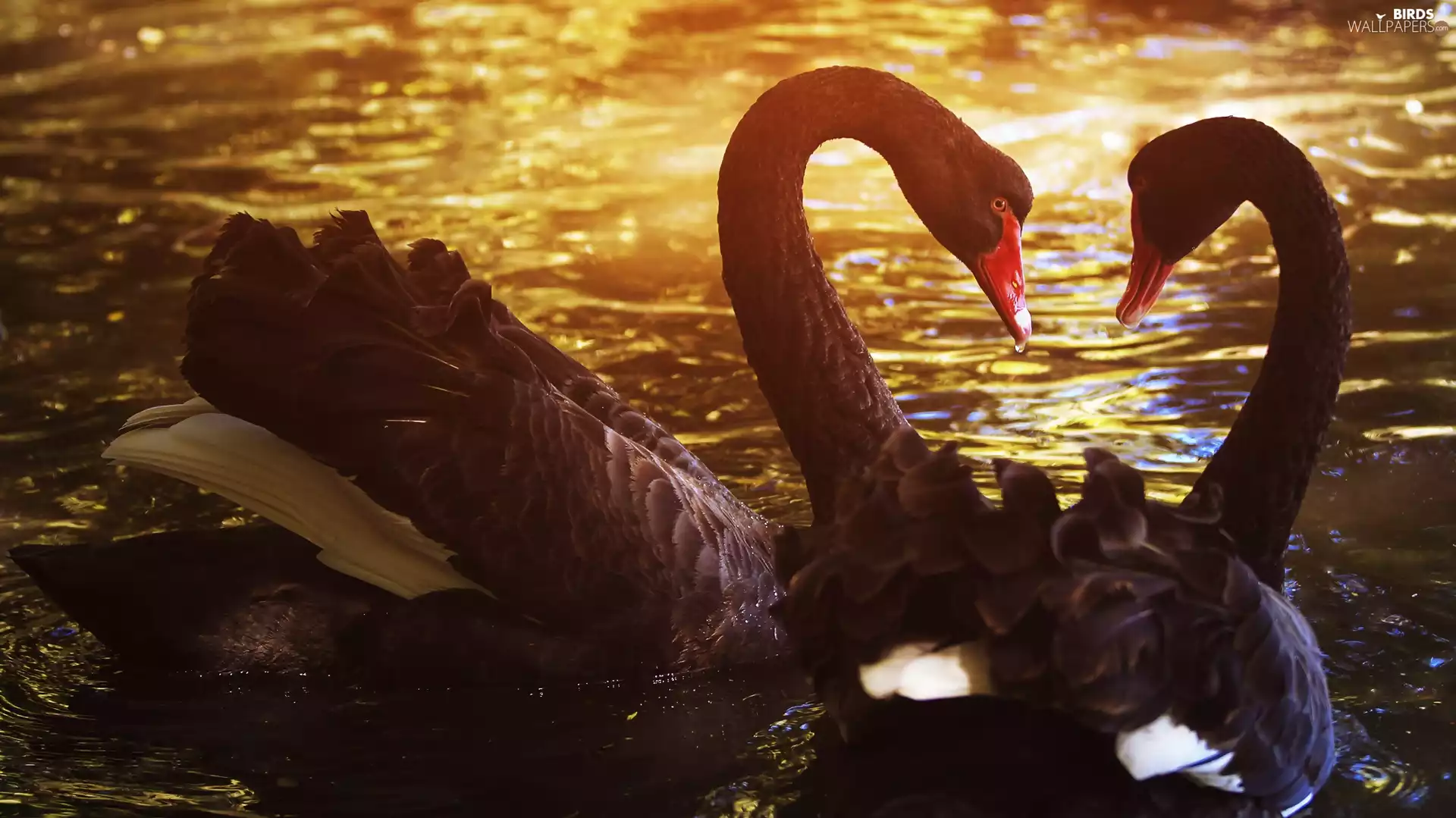 Black, Great Sunsets, water, Swan