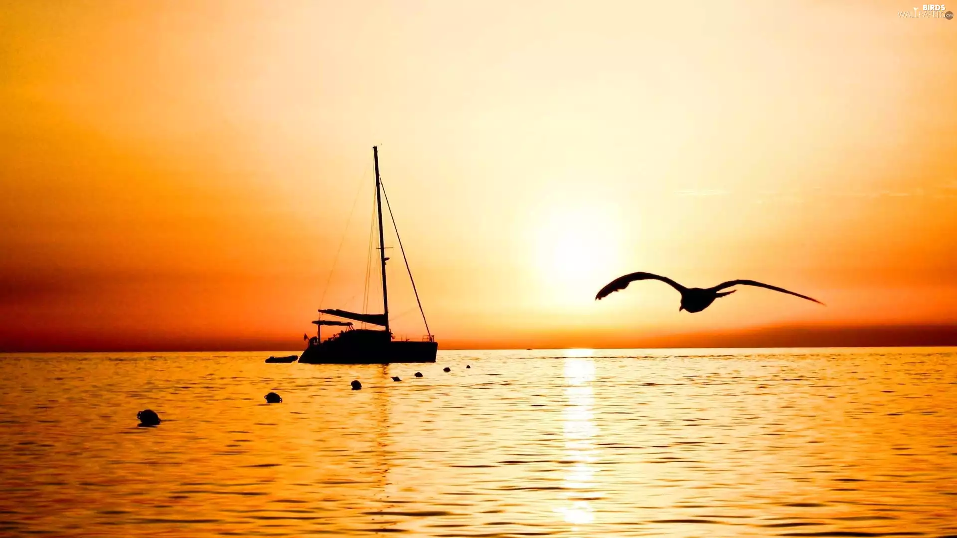 sea, Great Sunsets, Bird, Yacht