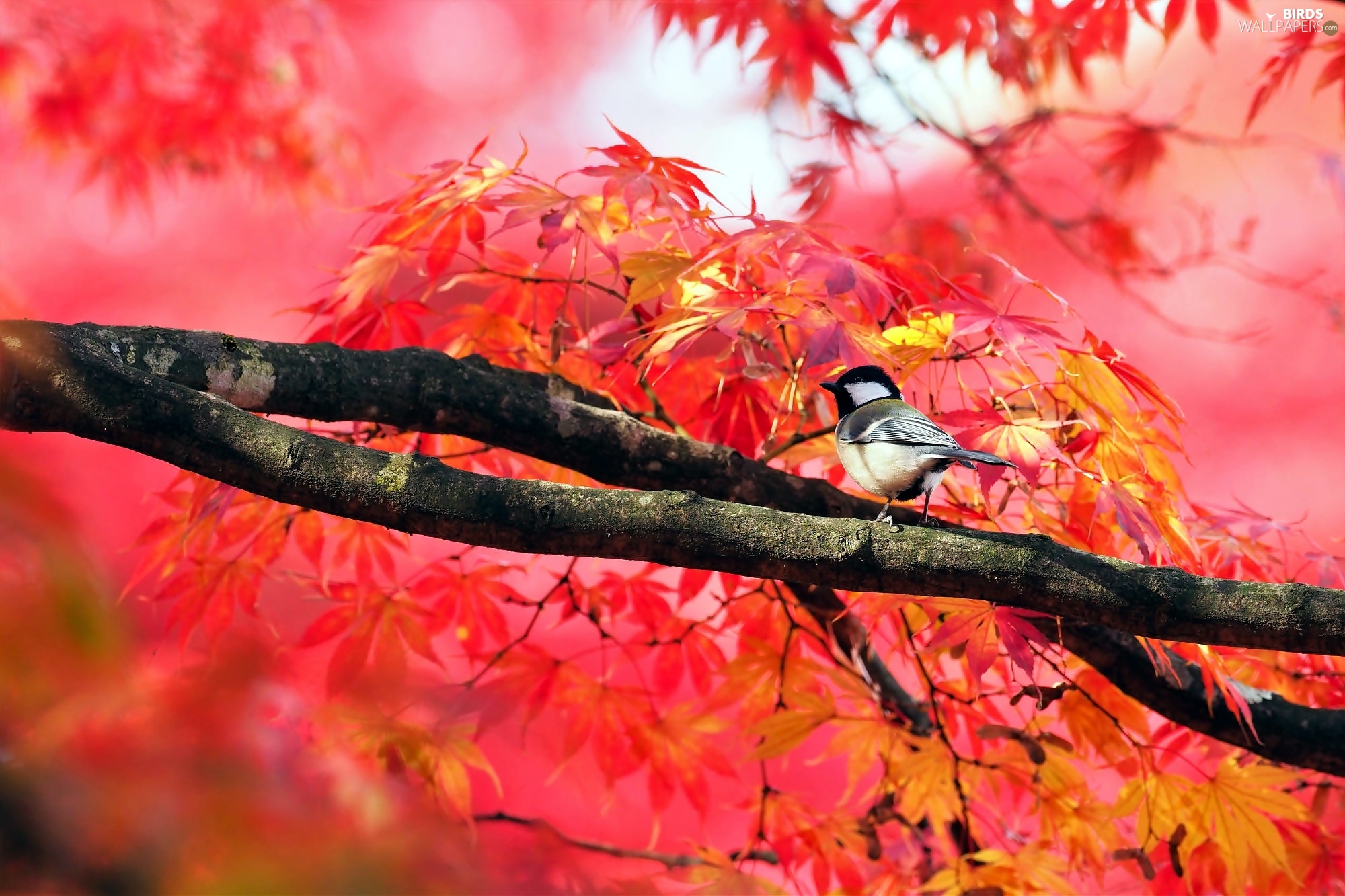 Great Tit, trees, autumn, maple, Leaf, tit, Bird, branch