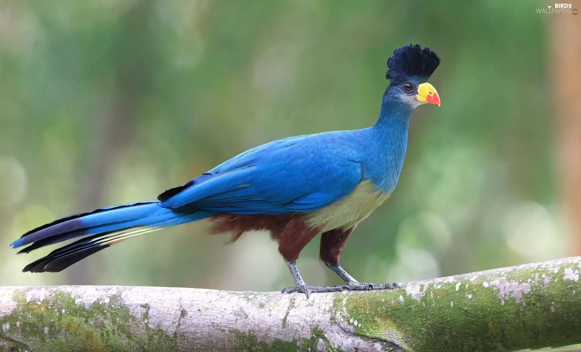 Corythaeola cristata, Bird, Great Blue Turaco