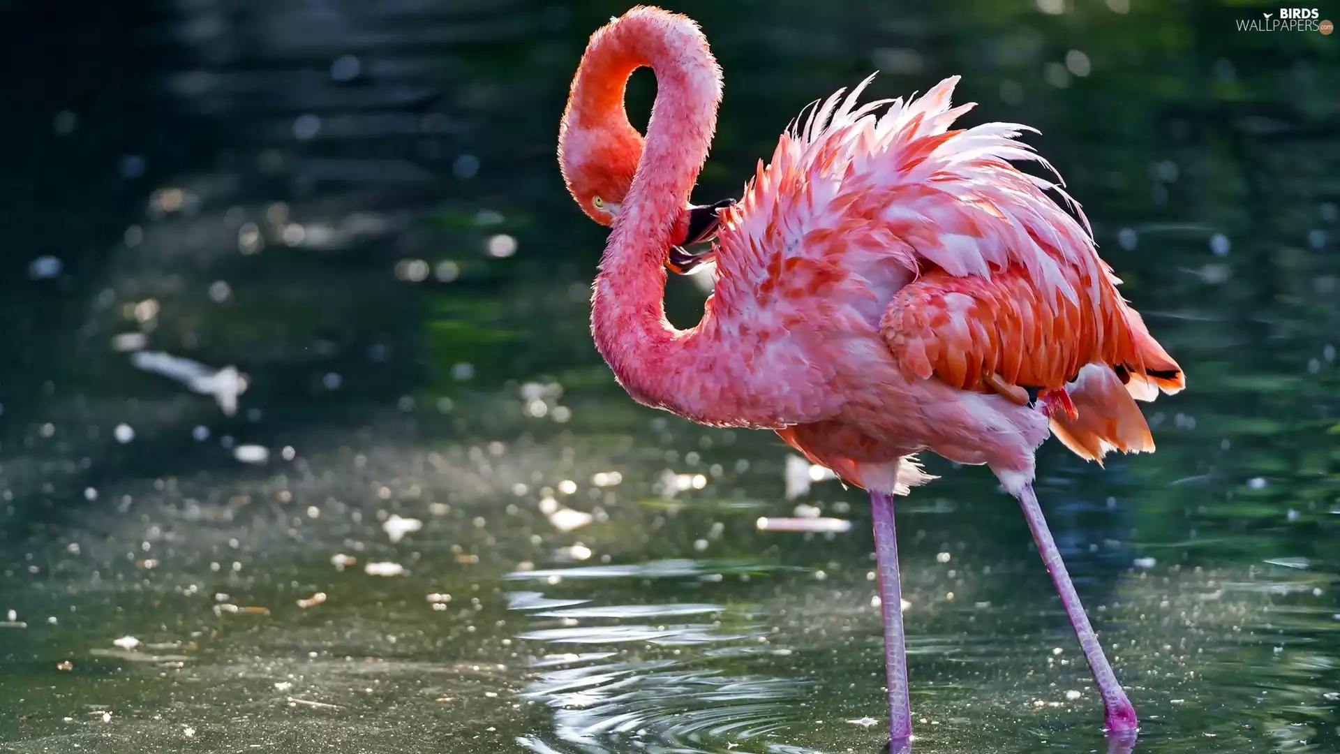 Greater Flamingo, water